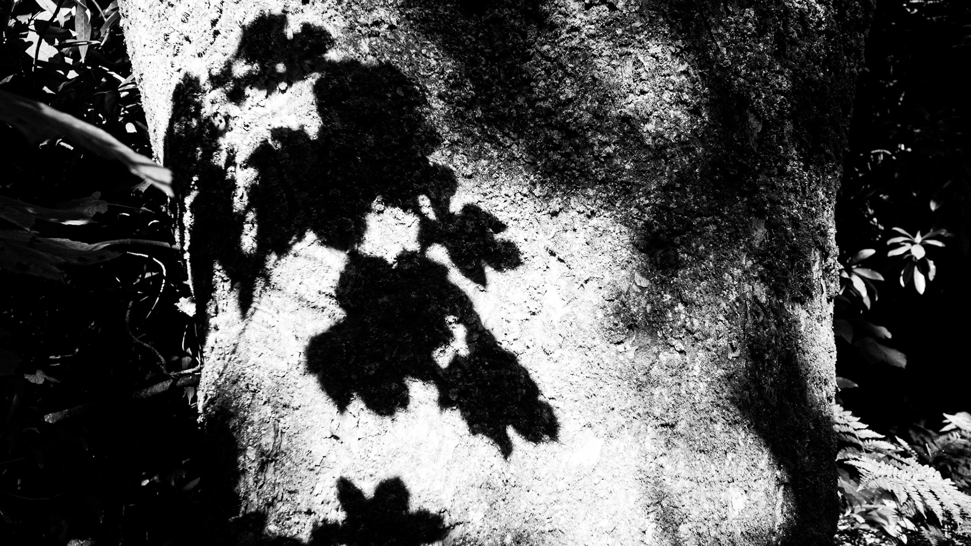 The bark and shadows