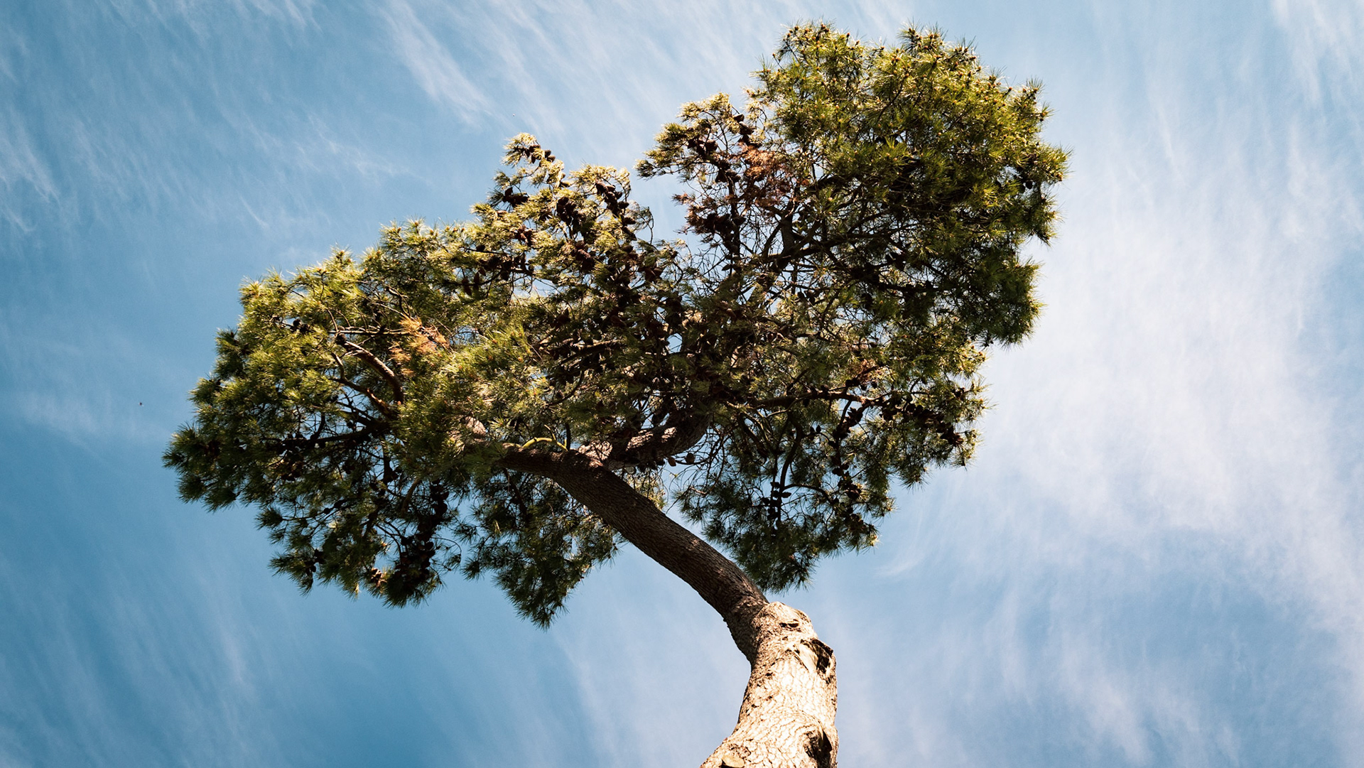 A portrait of a tree