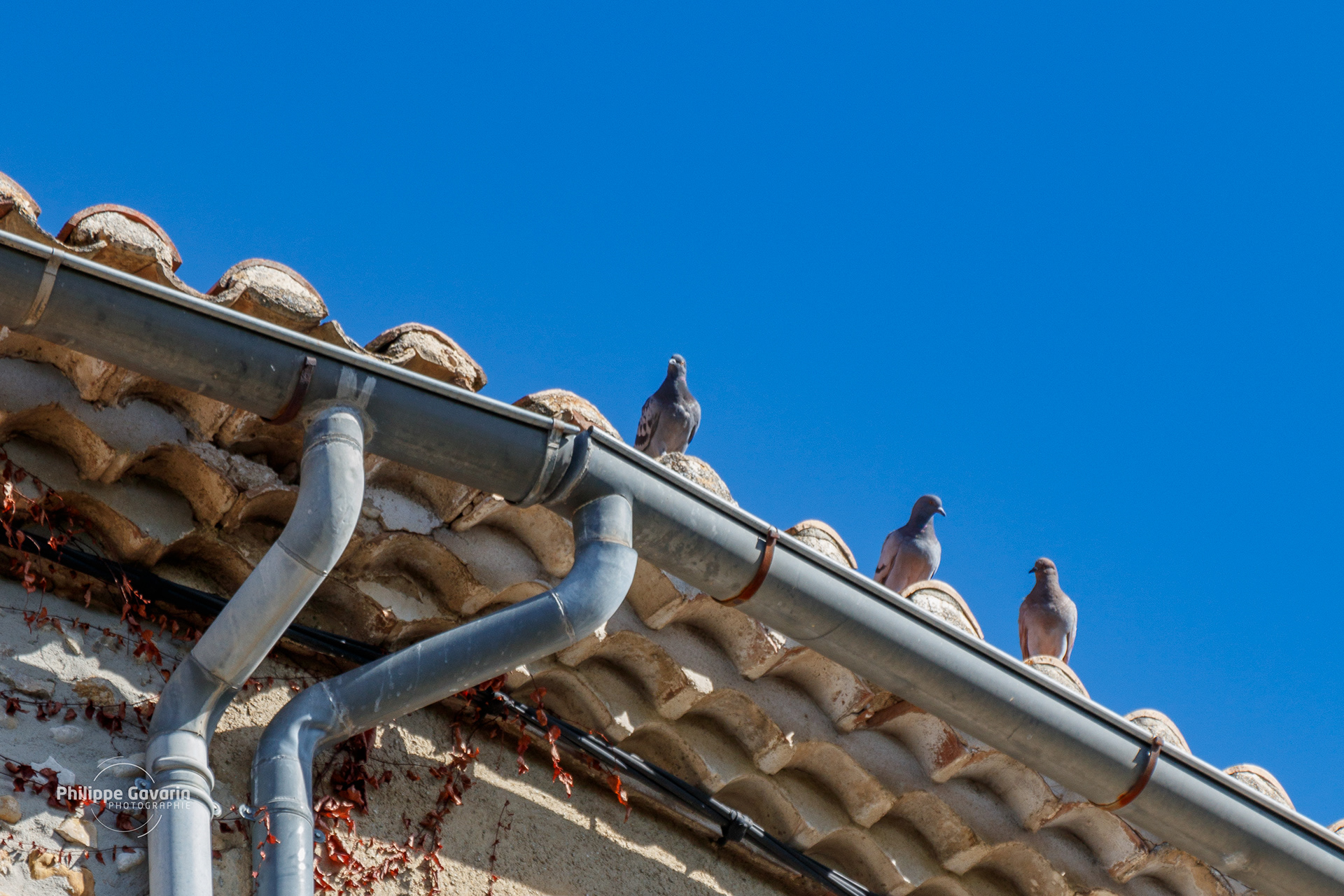 La garde municipale veille