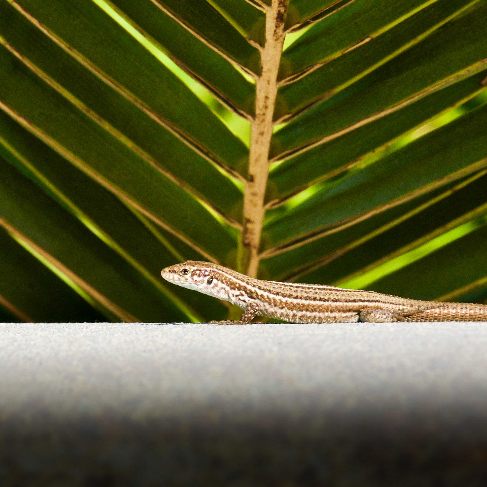 Urlaub in Santorini 2015