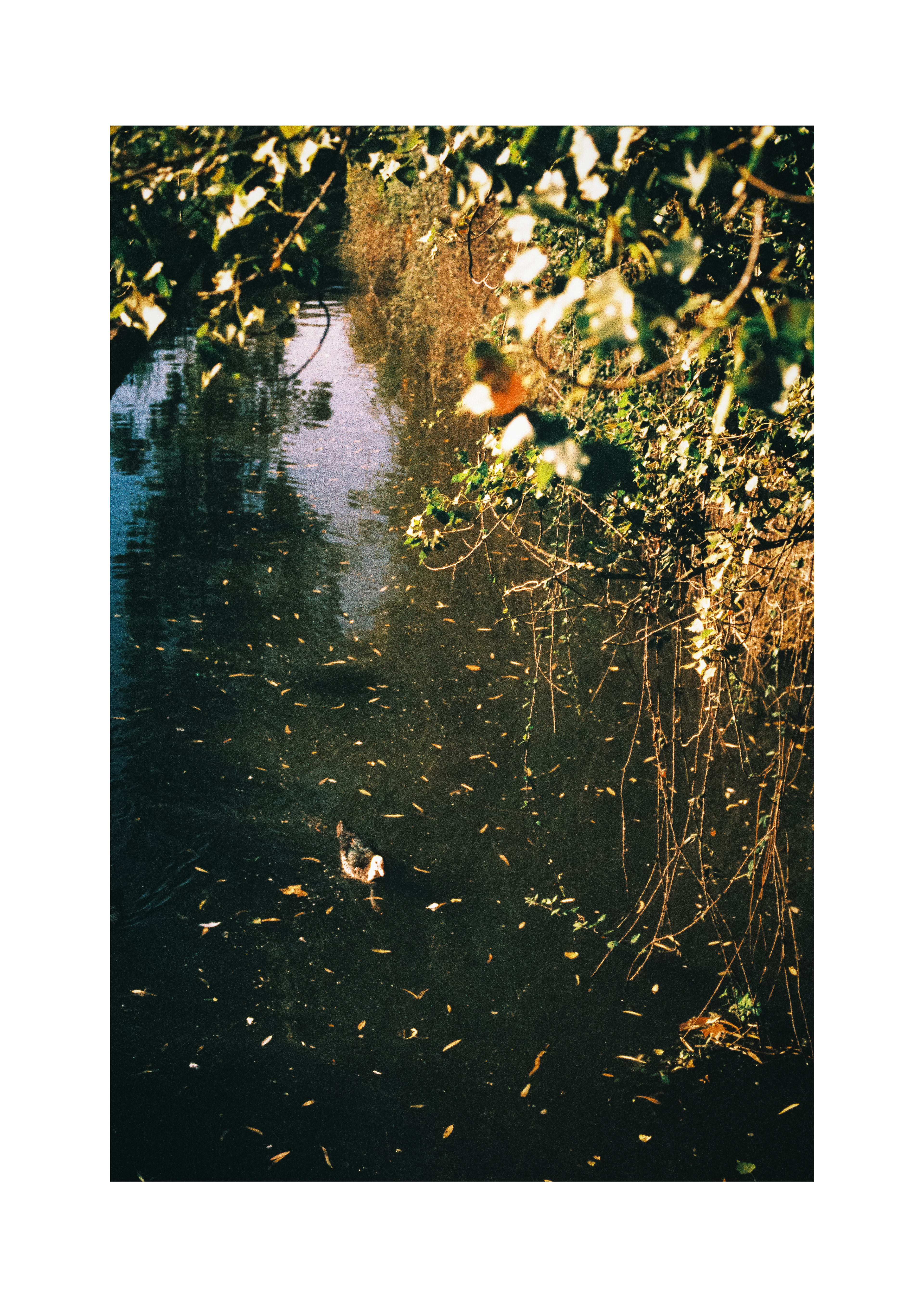 Duck on the river
