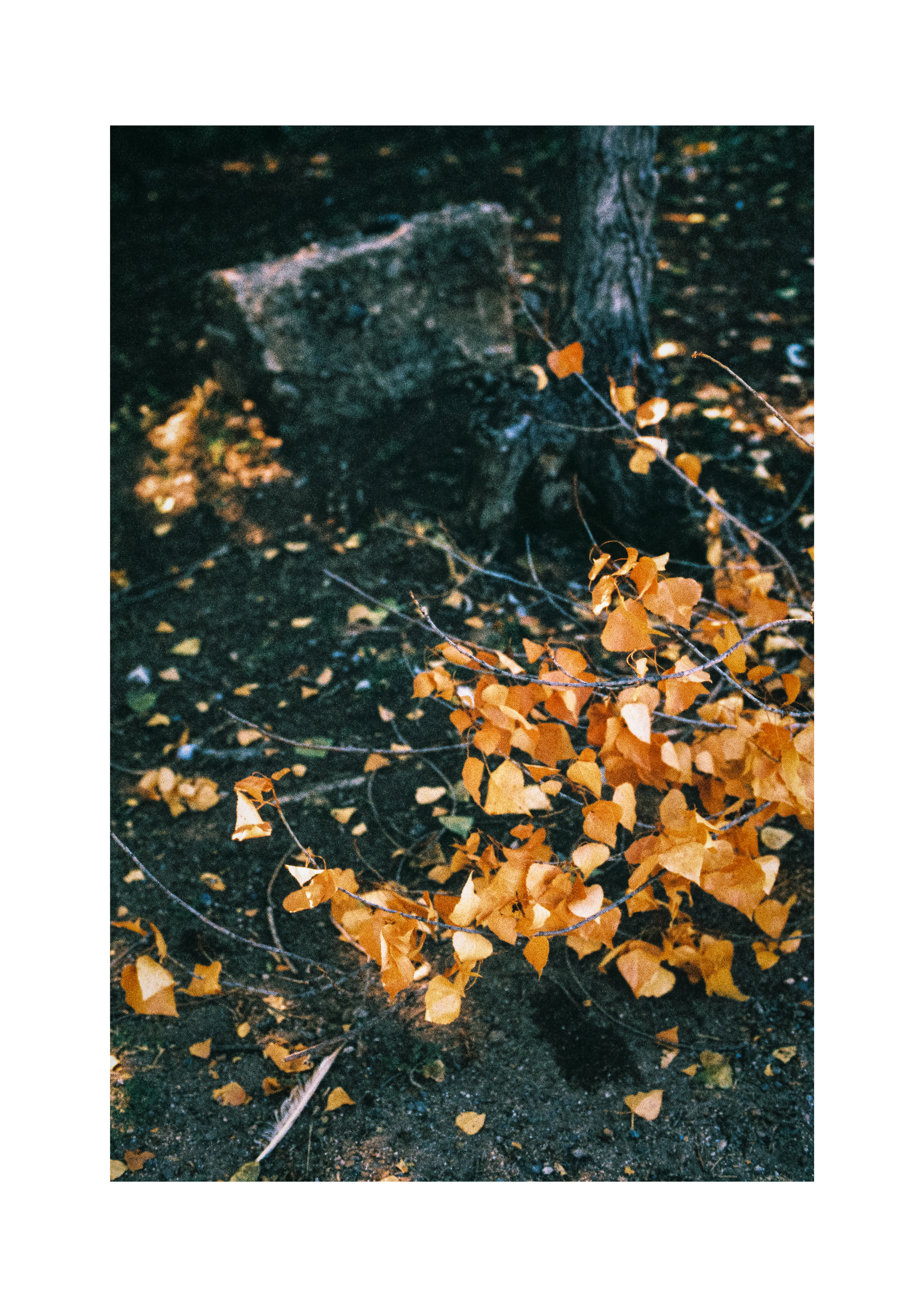 Fallen leaves