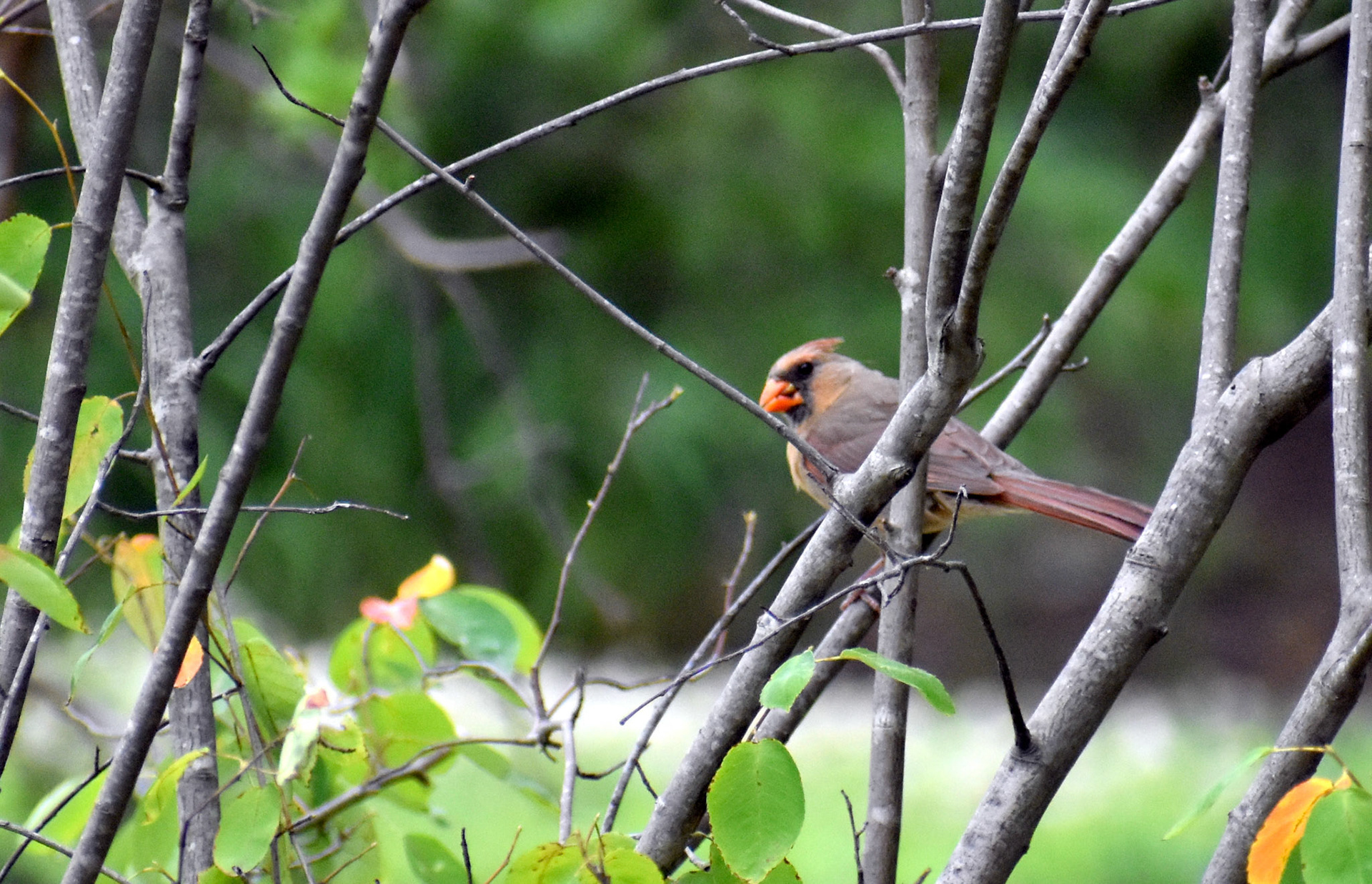 Appropriately, a female cardinal watches the action.