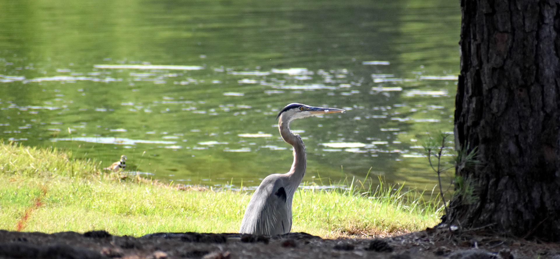 Egret, inside the penalty area