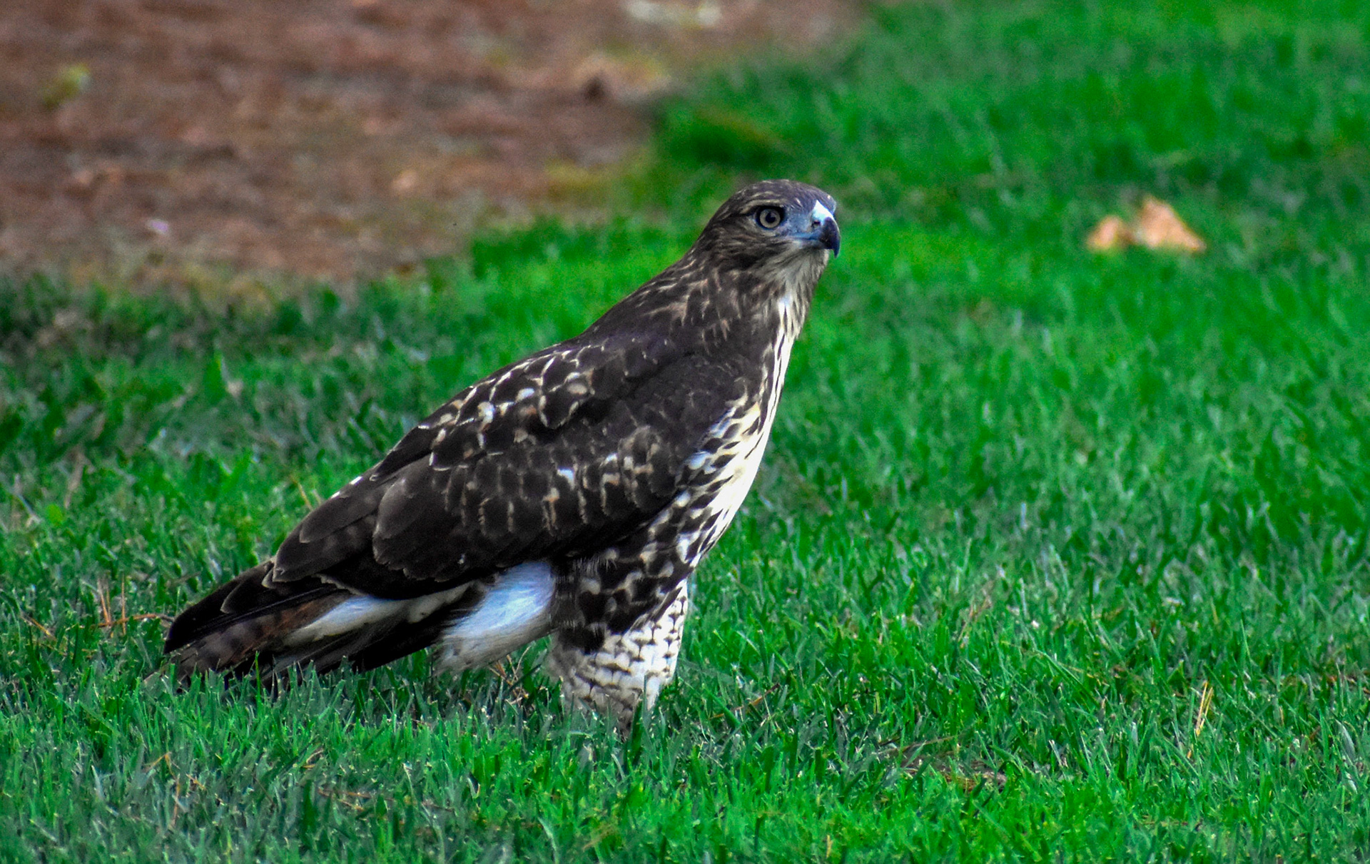 Volunteer observer on 11