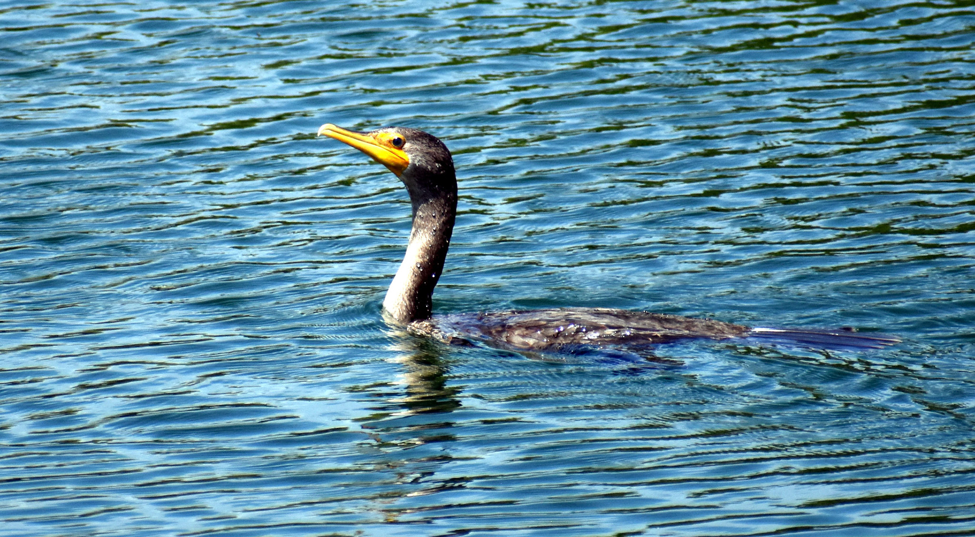 We believe this is a double crested cormorant, cruising through the pond by No. 8.