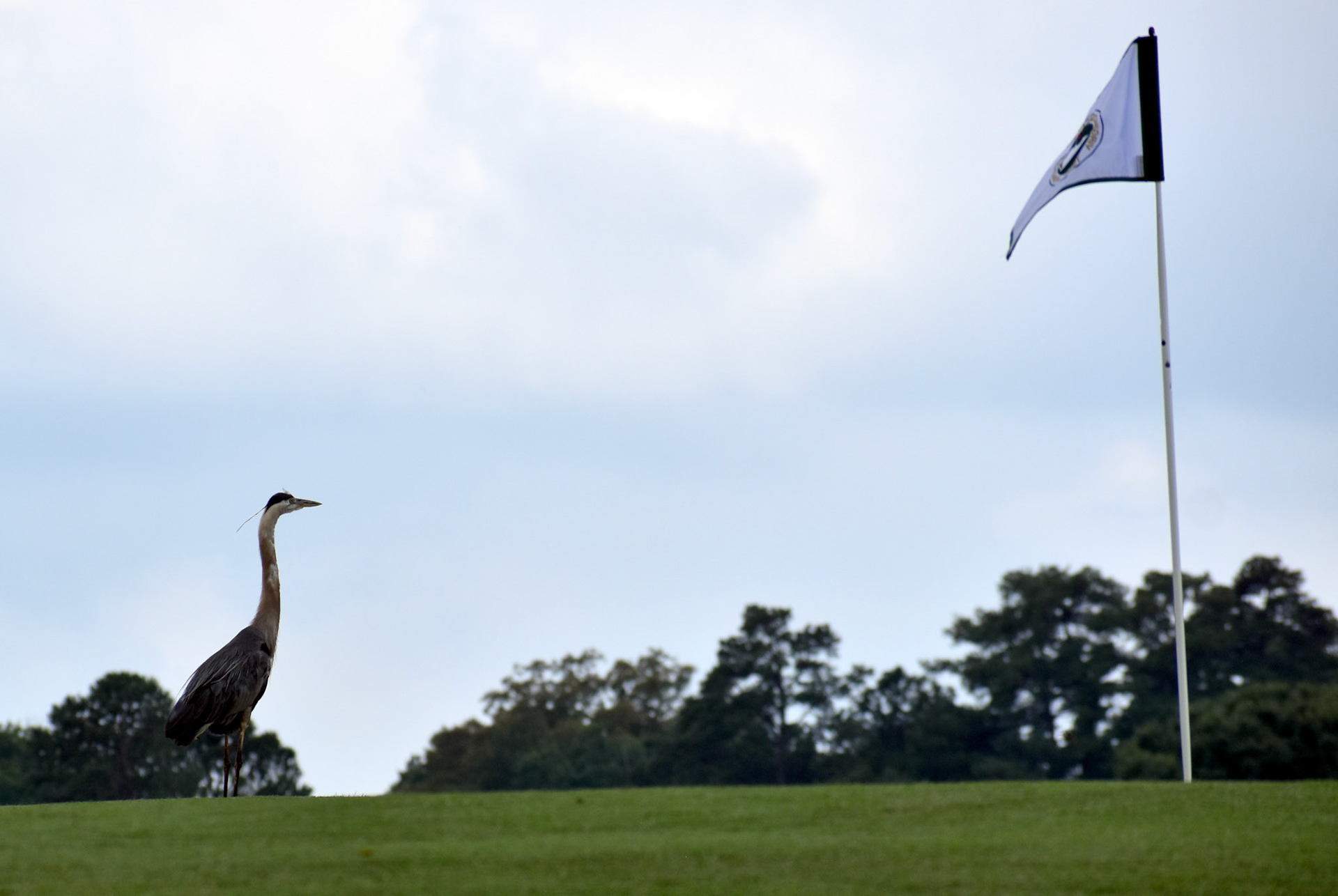 Guarding the 8th green at Meadowbrook