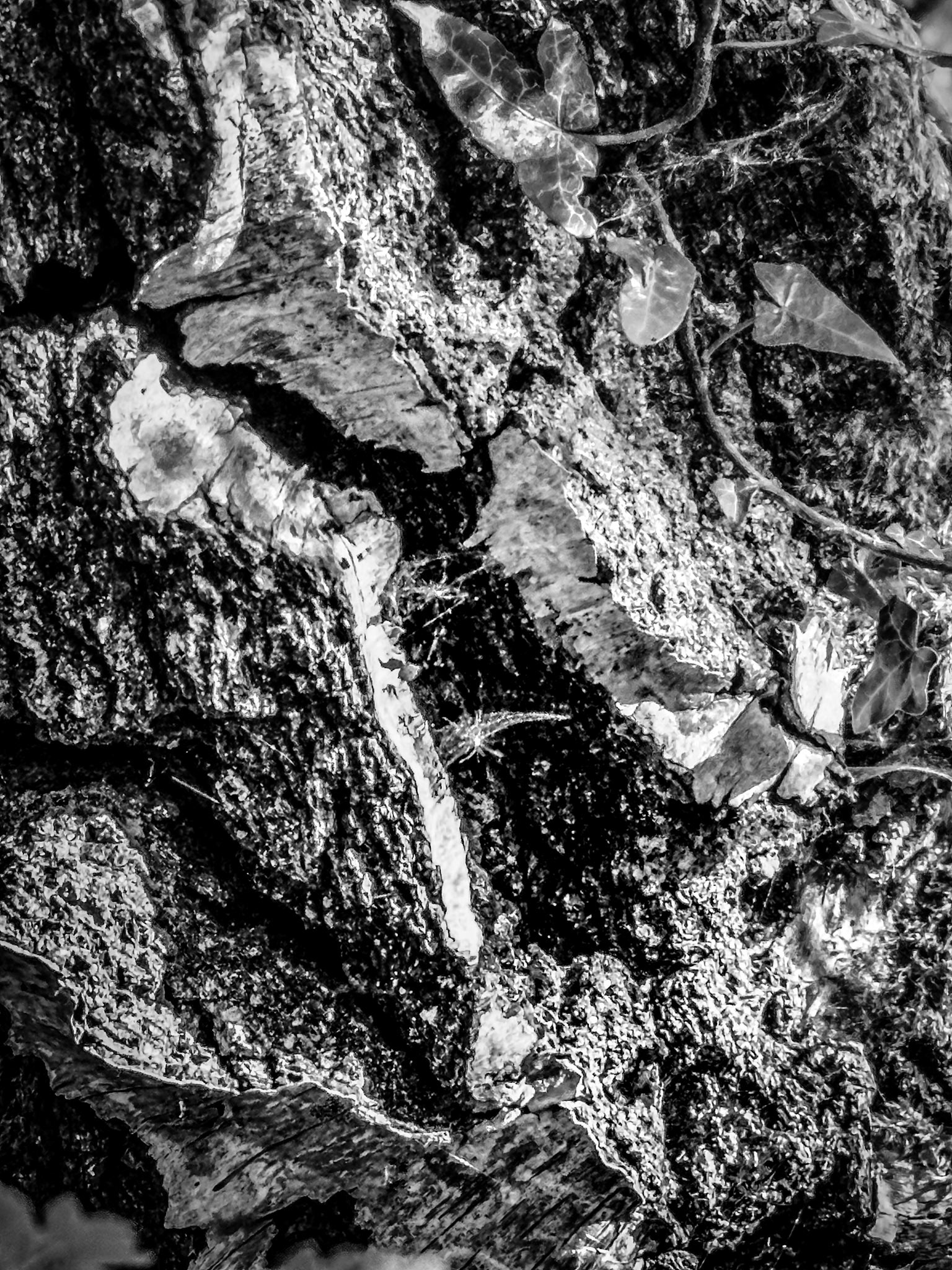 A close-up study of a silver birch tree, where the contrast between fractured bark and climbing ivy evokes the enduring tension between growth and decay. High-structure black and white brings out the texture and form often overlooked in passing.