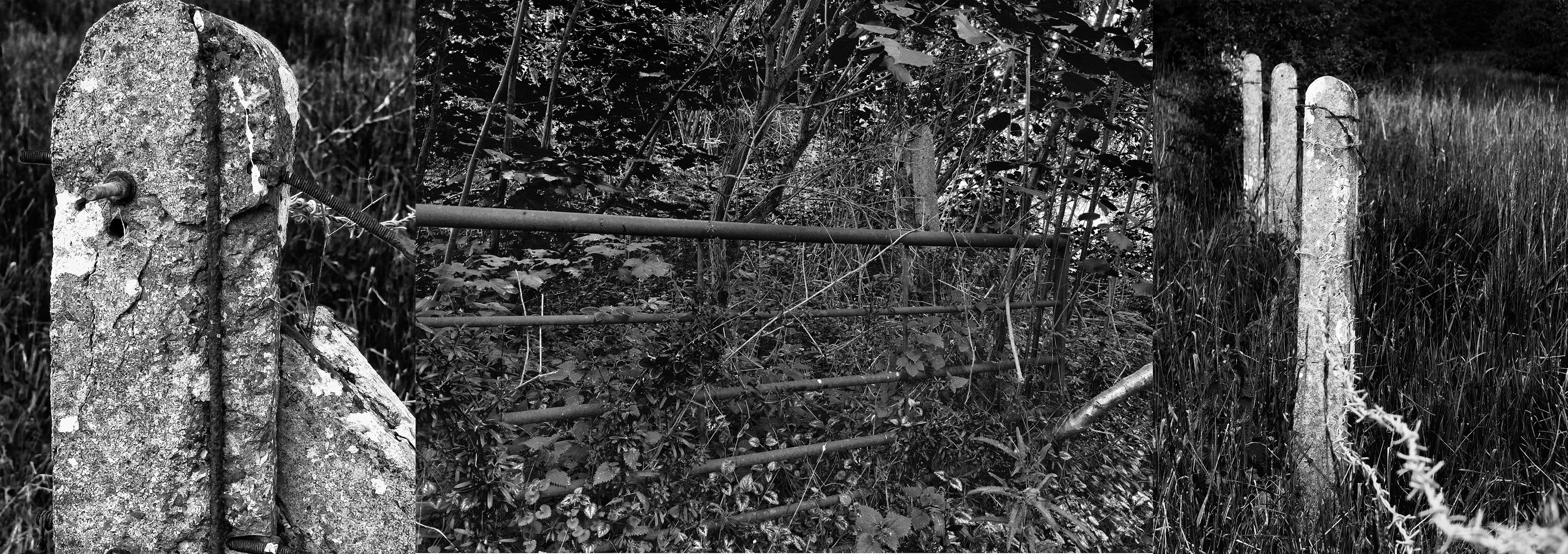 A rusted farm gate is swallowed by bramble and undergrowth—its purpose long since passed.