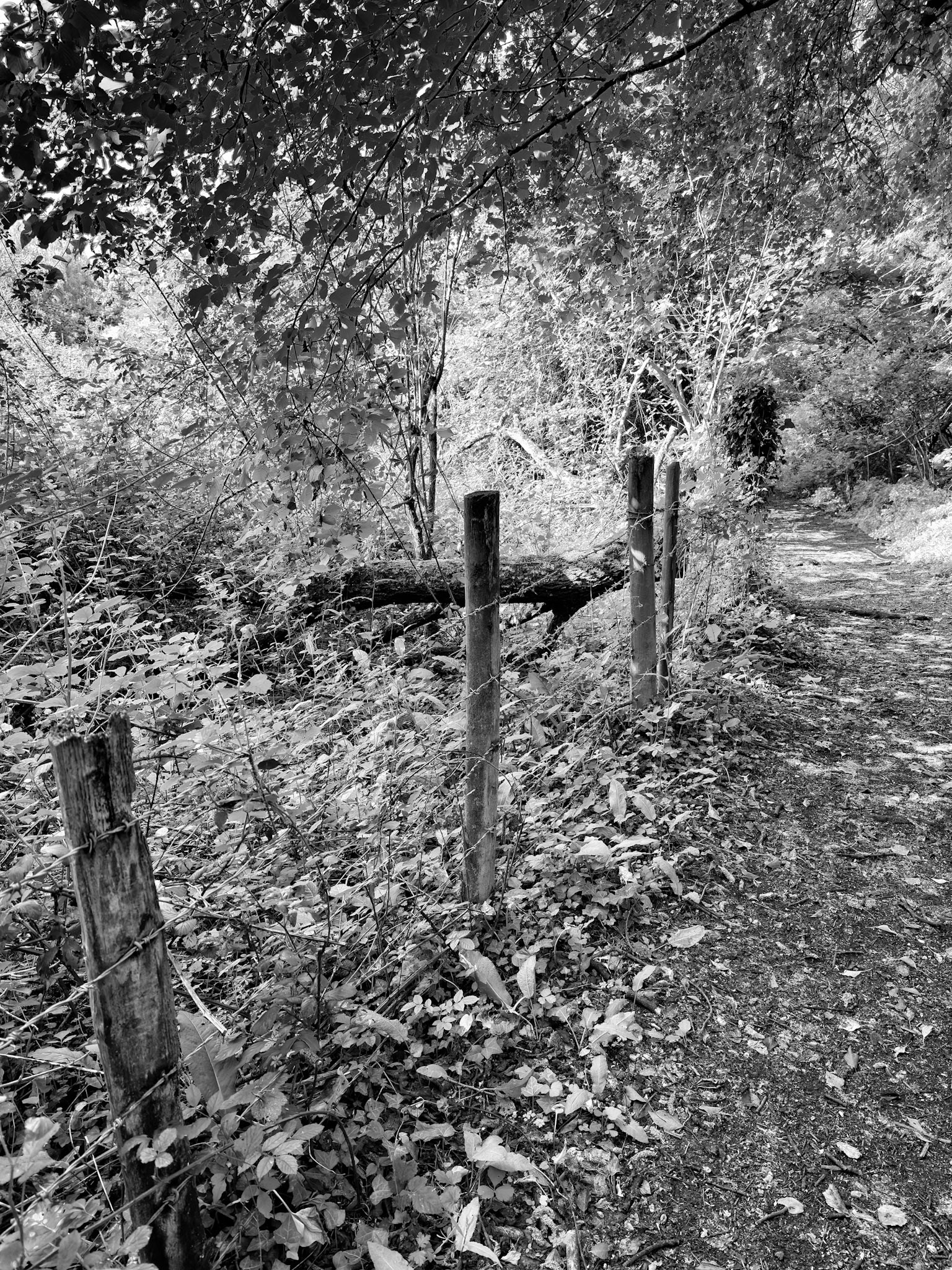 Wooden posts line a woodland trail, guiding the eye and marking a forgotten edge.
