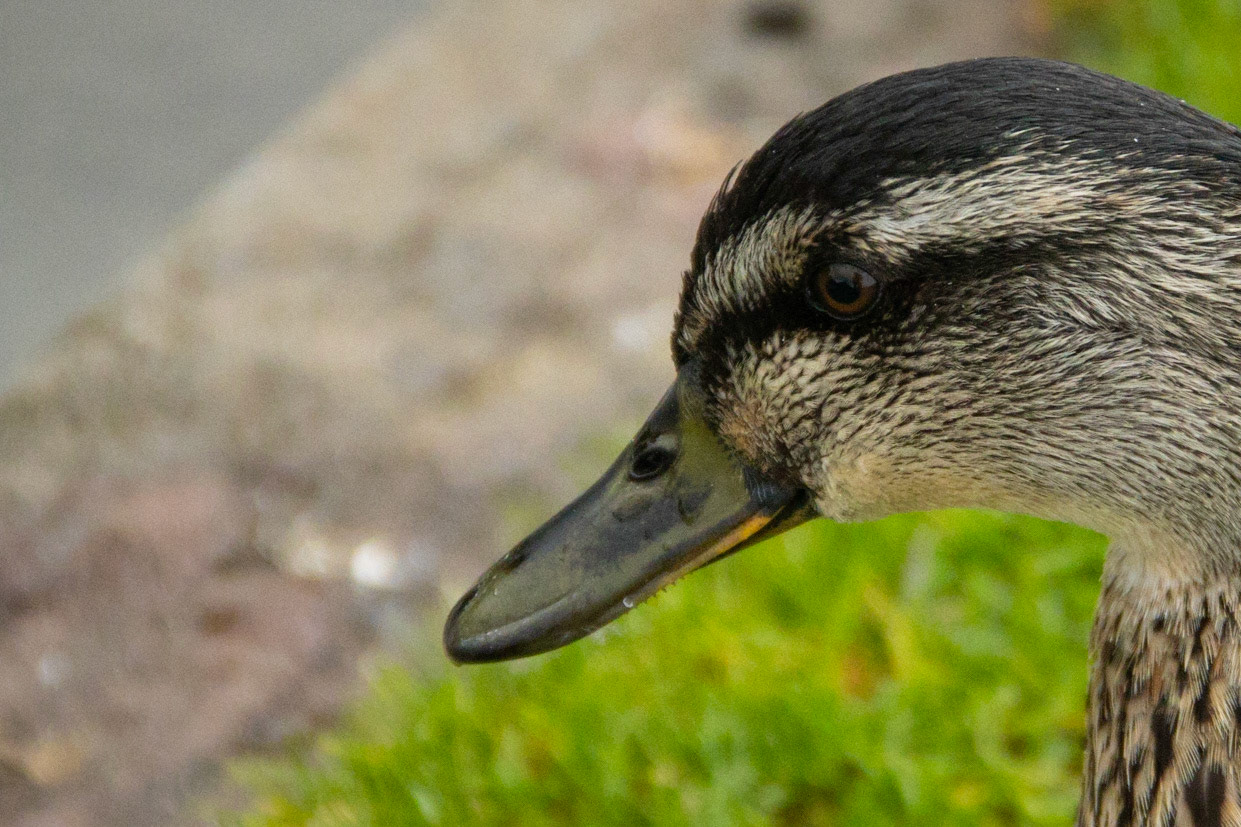 No trip to Biddestone is complete without a photograph of a duck.