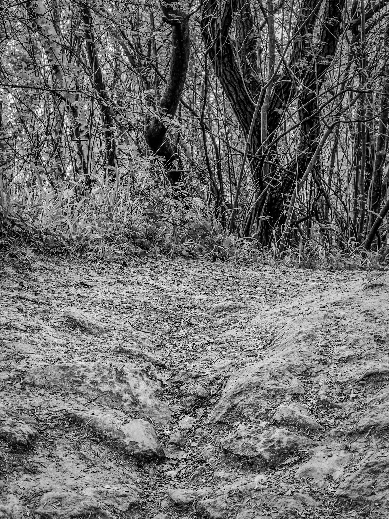 A once-solid path now carved by rainwater and time. The woodland border looms above like a living barricade, as if nature is reclaiming the trail. A study in erosion and resistance.