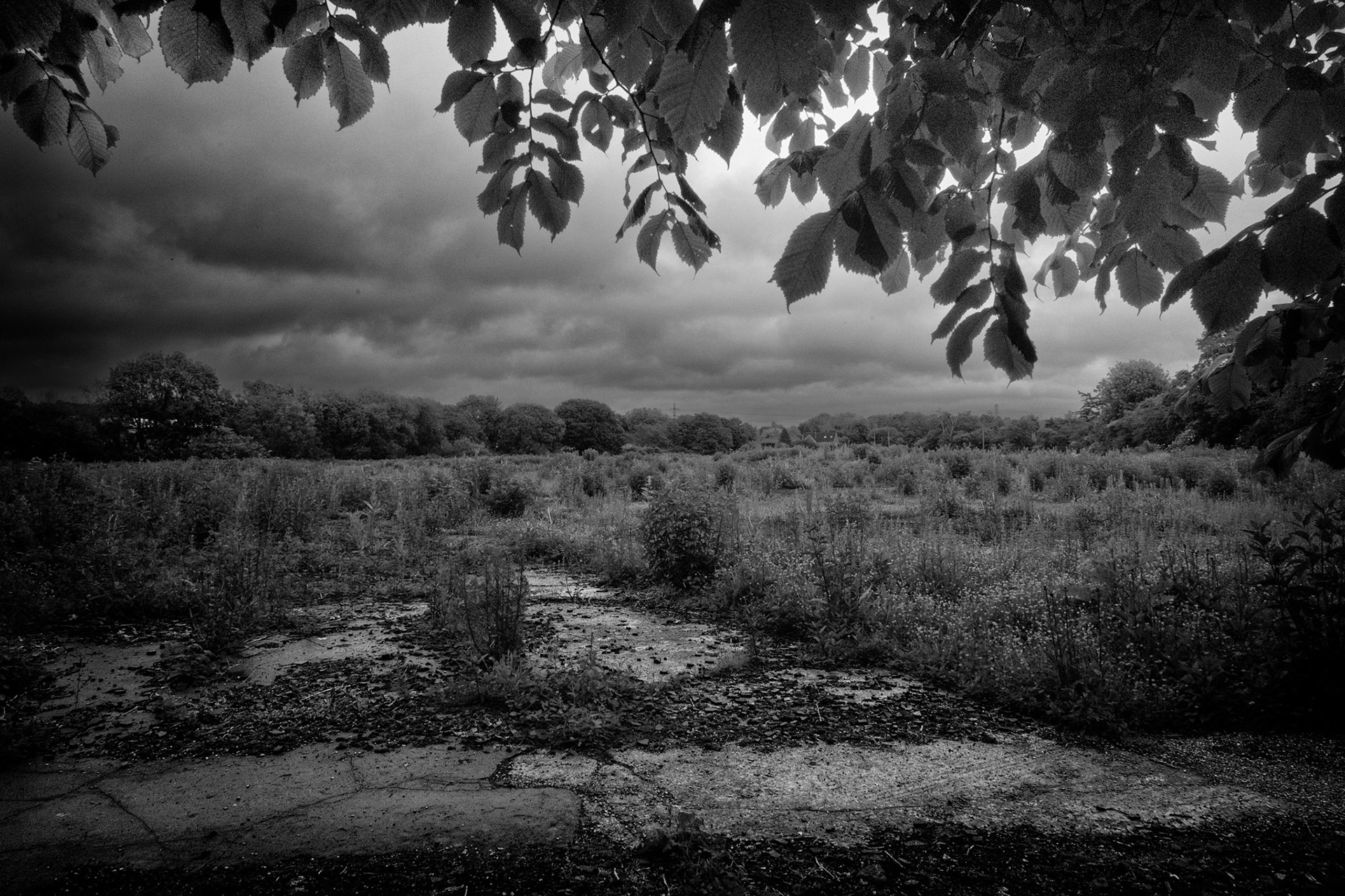 Cracked concrete and summer wildflowers share the site of a wartime camp. Known locally as the “Donkey Field,” it has been a space for quiet recreation for over fifty years — now facing development that could erase both access and memory.