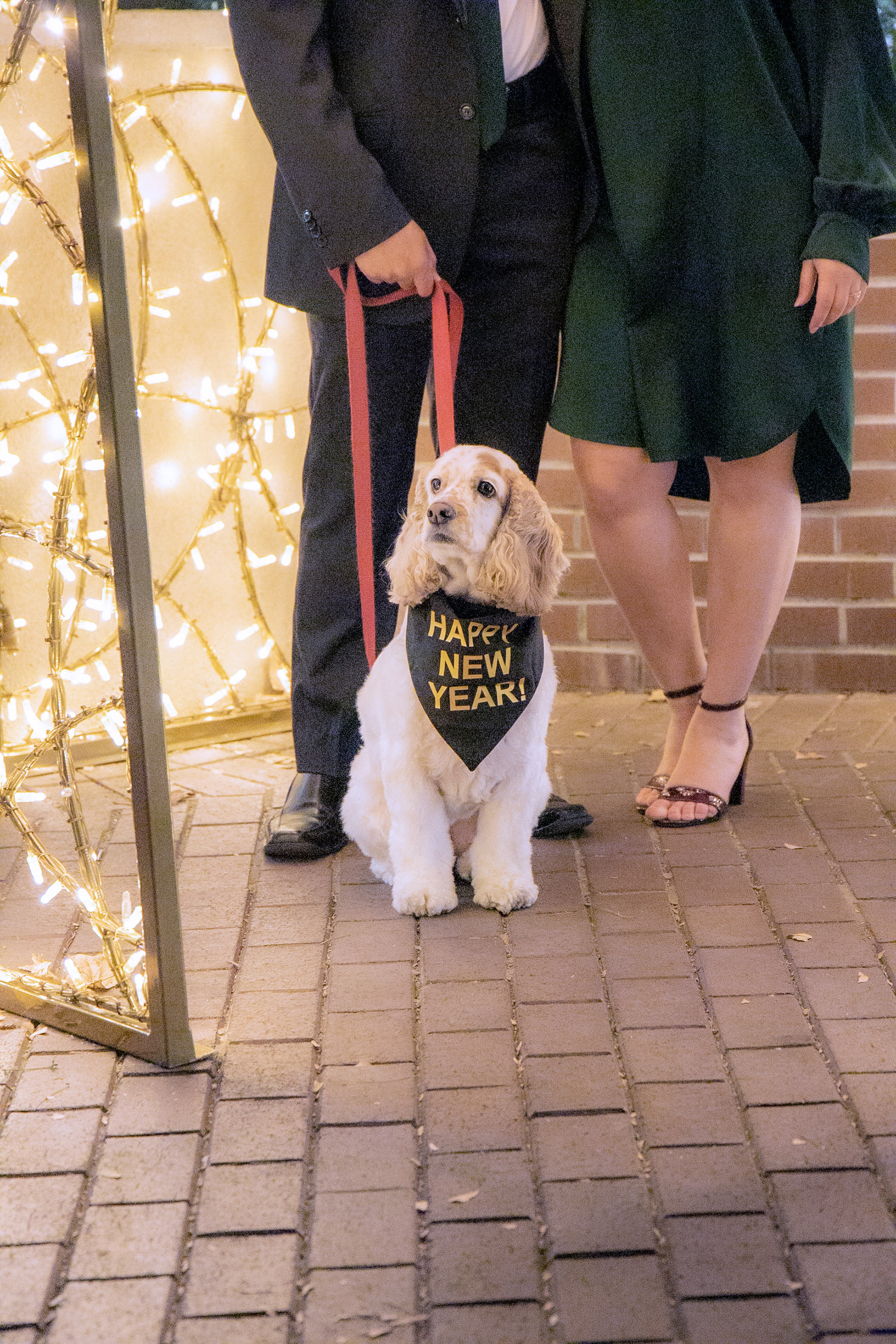 Make sure that your pets come to your photoshoot too!