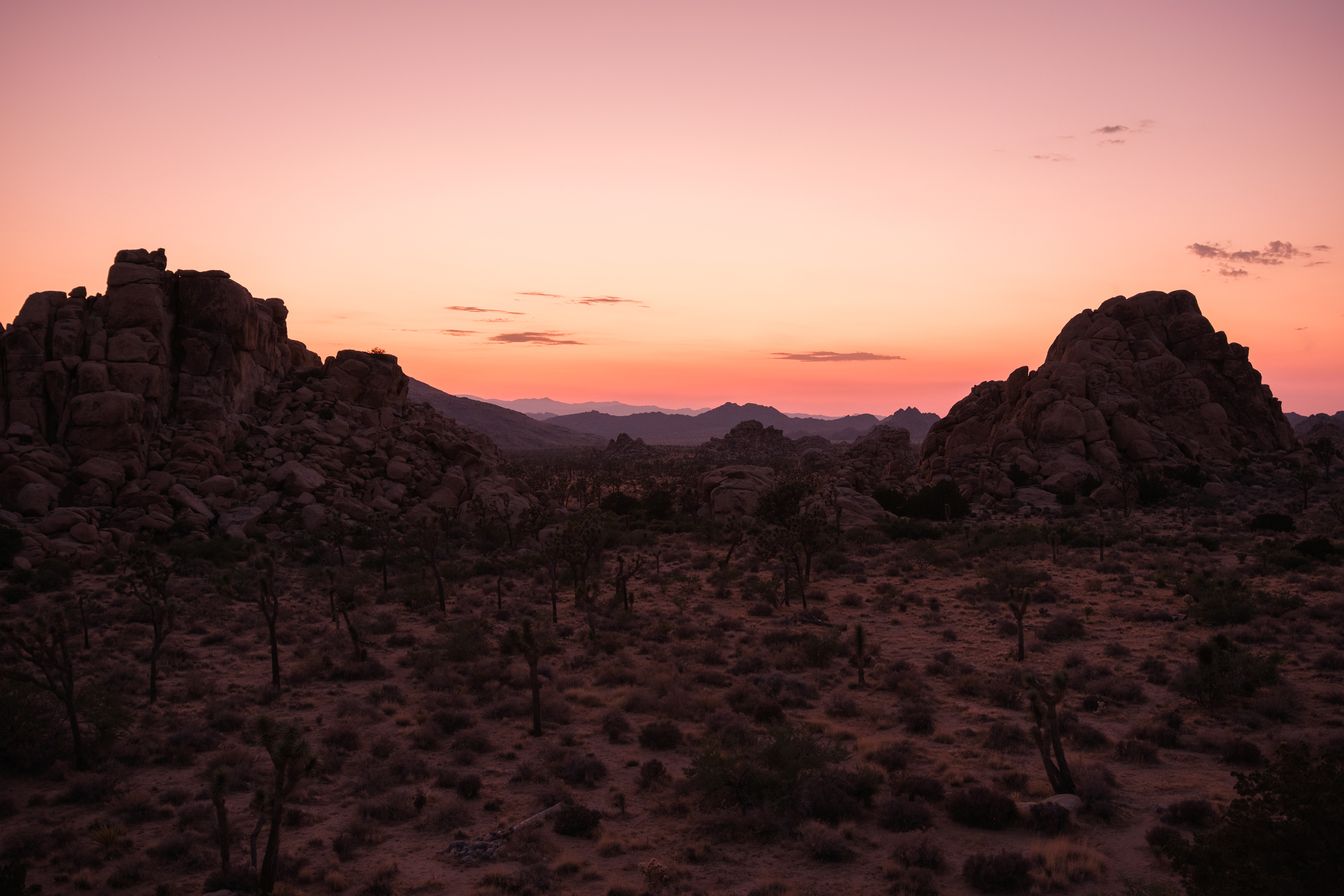 Joshua Tree