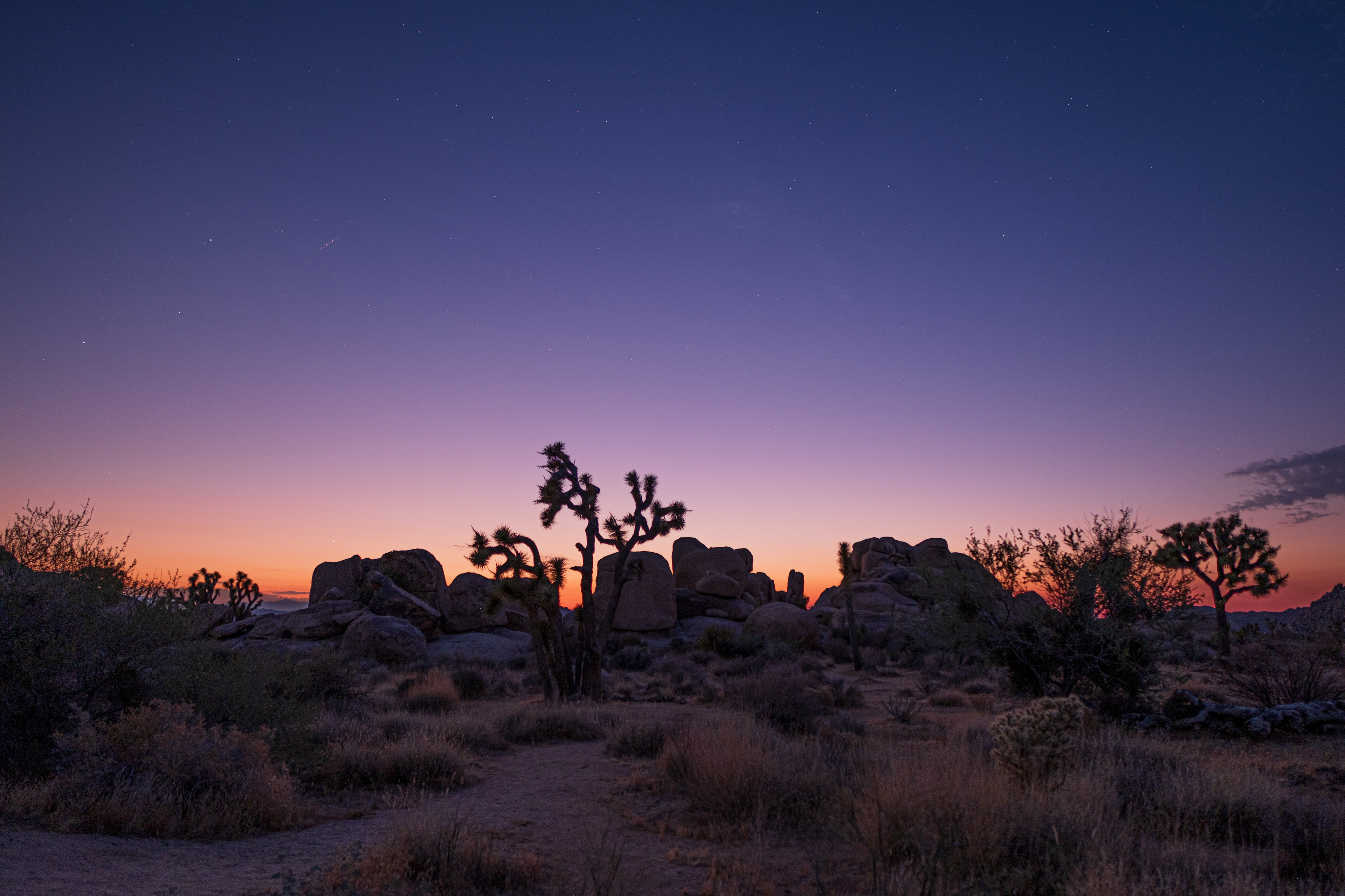 Joshua Tree