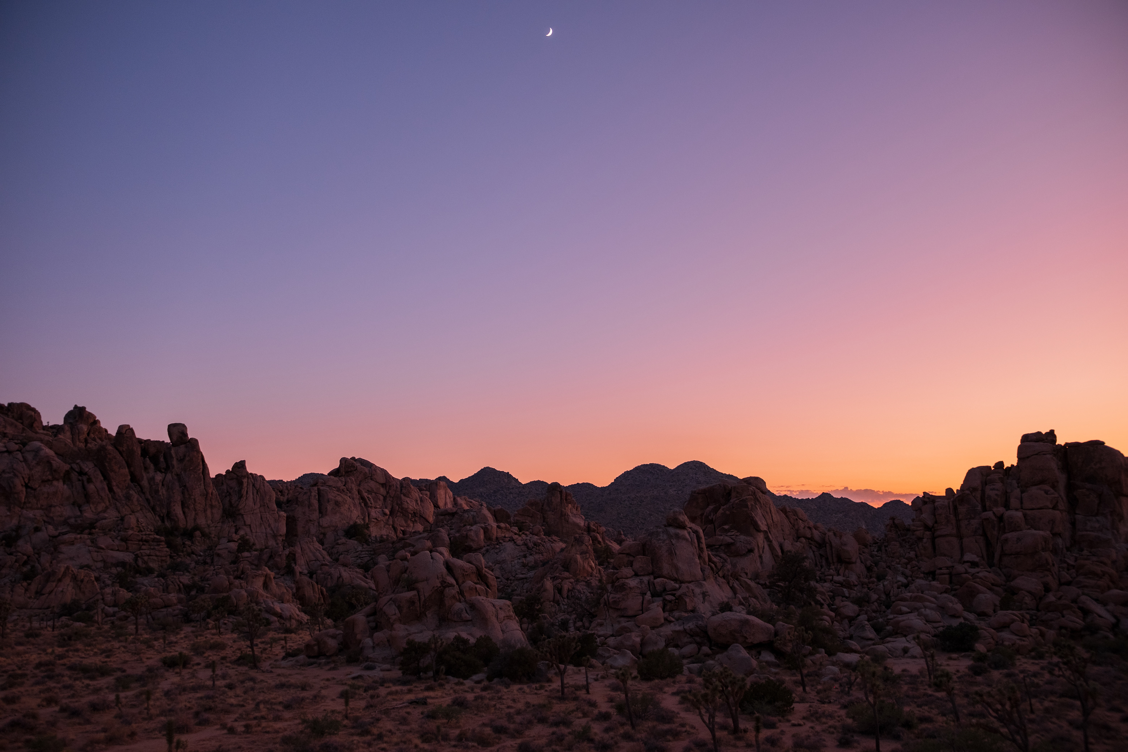 Joshua Tree