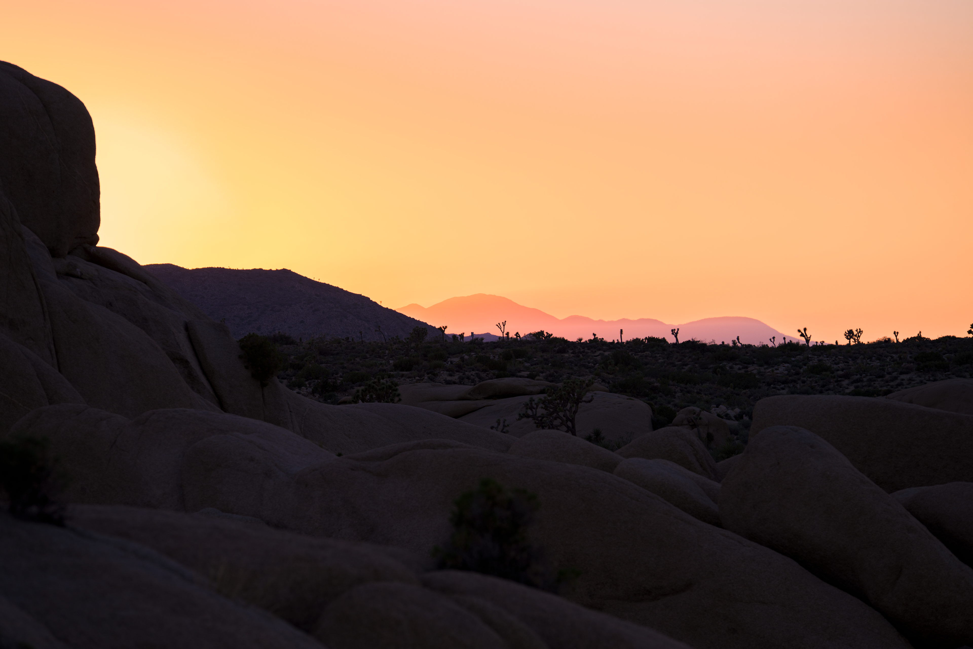 Joshua Tree