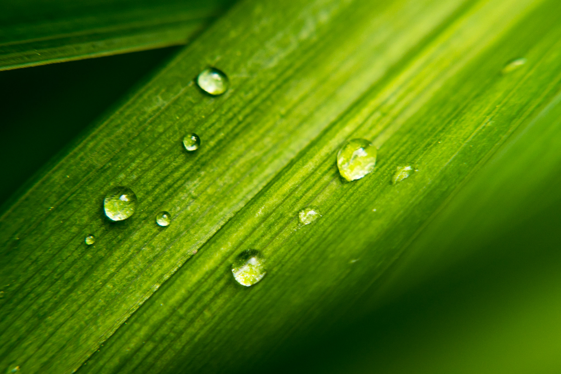 Drops on a Leaf