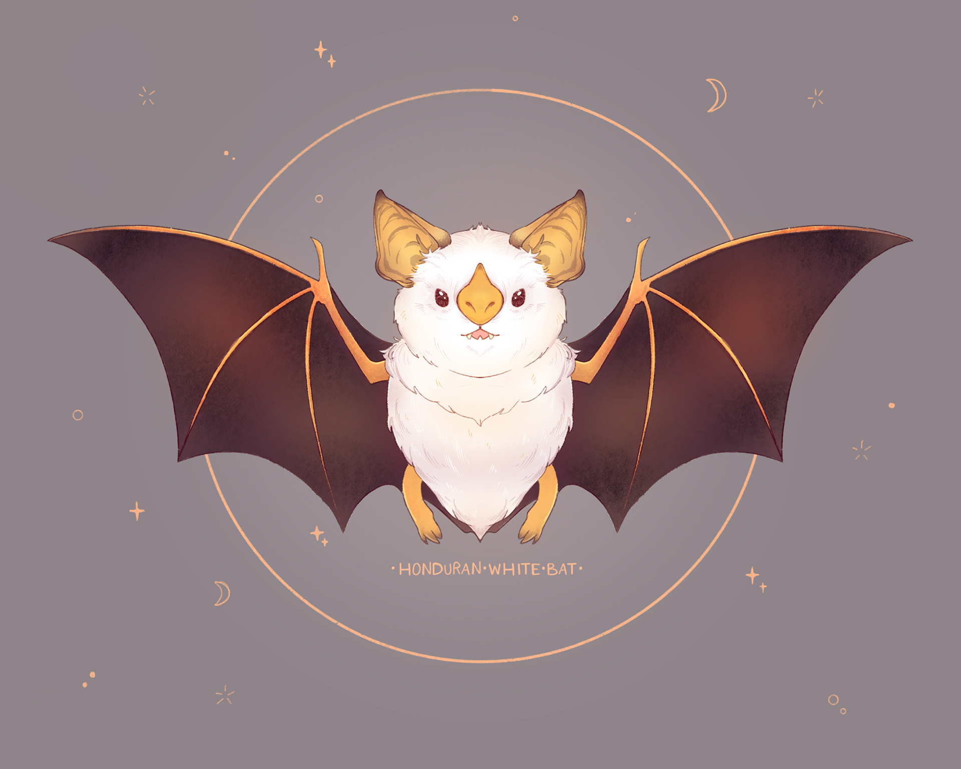 White Honduran Bat (2019)