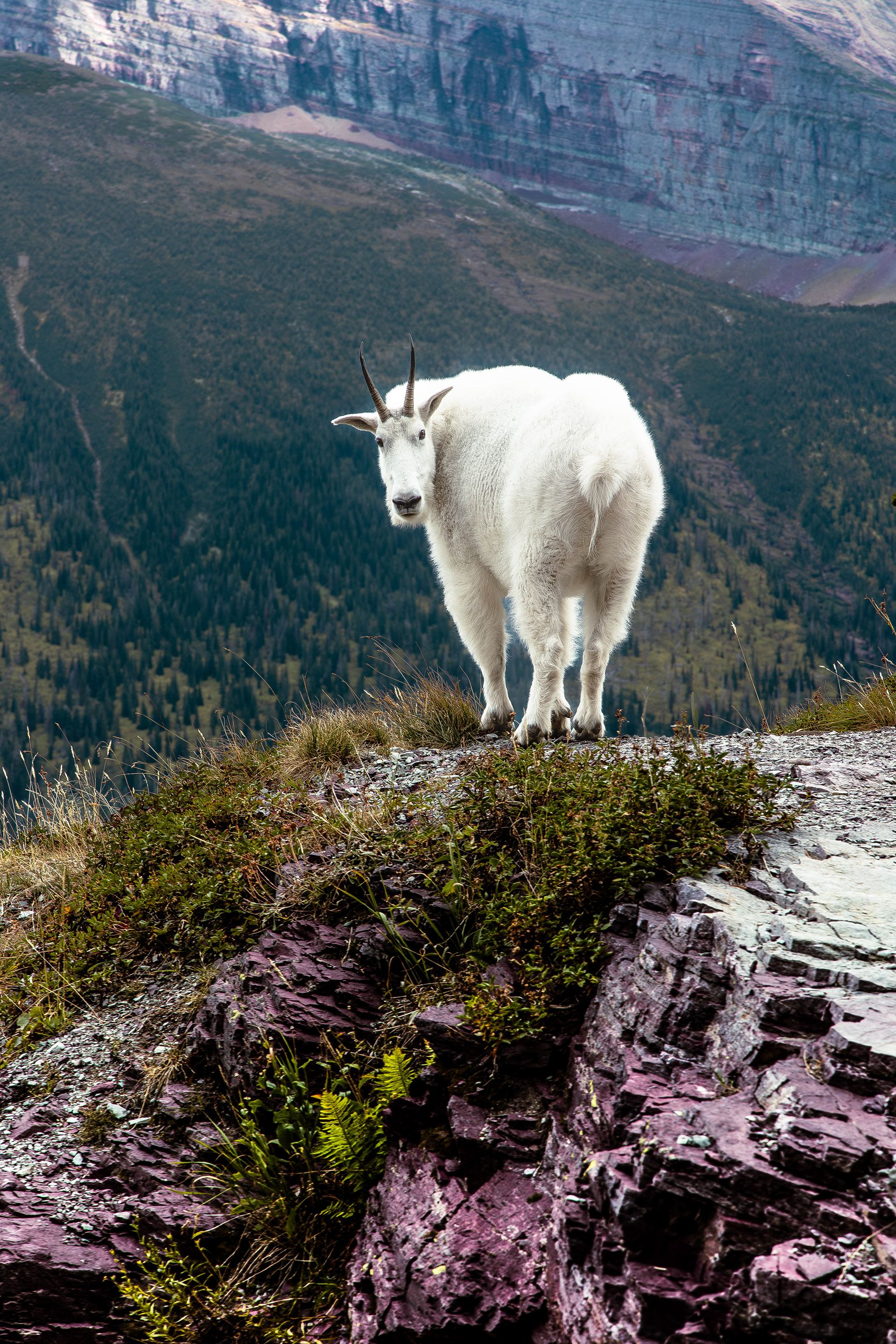 Glacier National Park, Montana