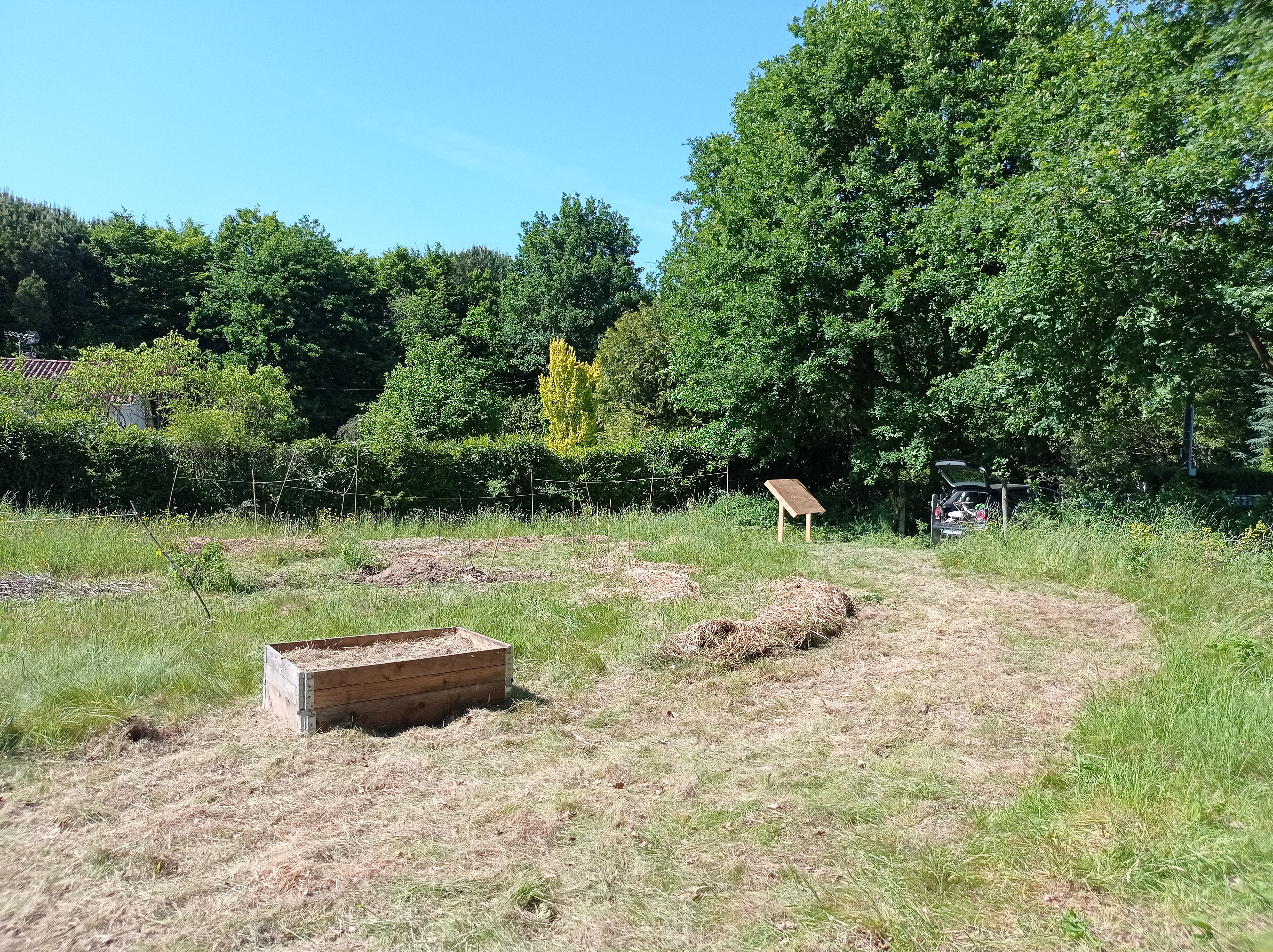 Les prémices du potager
