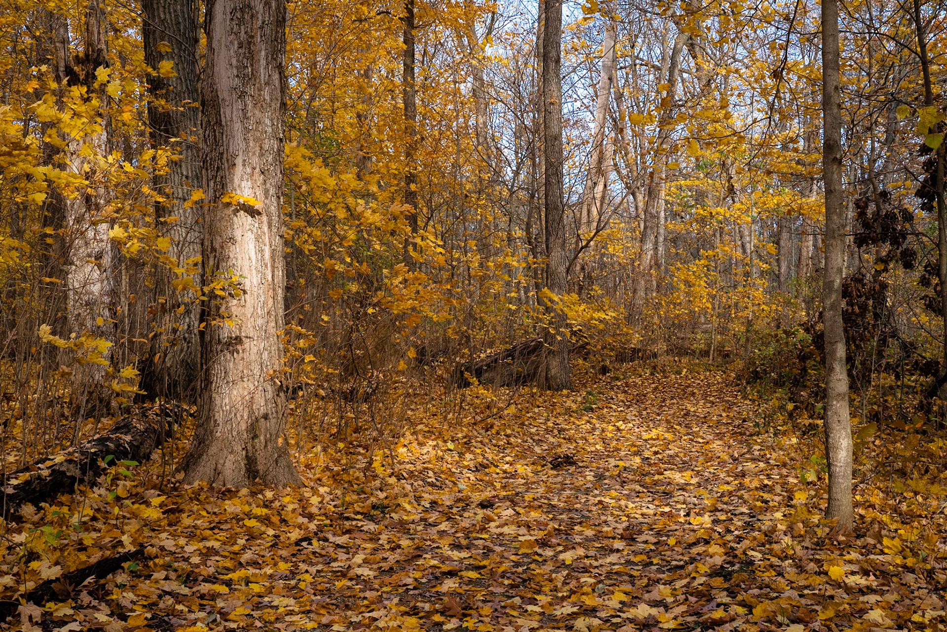 Edward L. Ryerson Conservation Area - Deerfield, IL