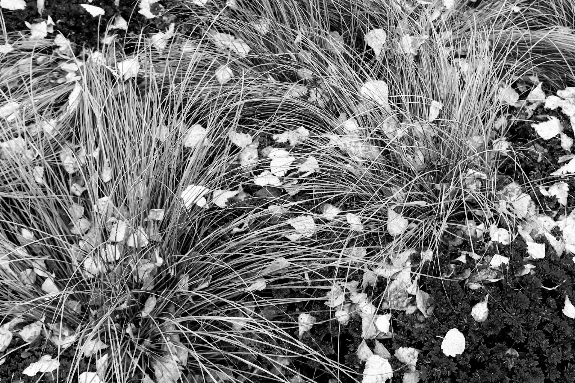 Chicago Botanic Garden - Glencoe, IL