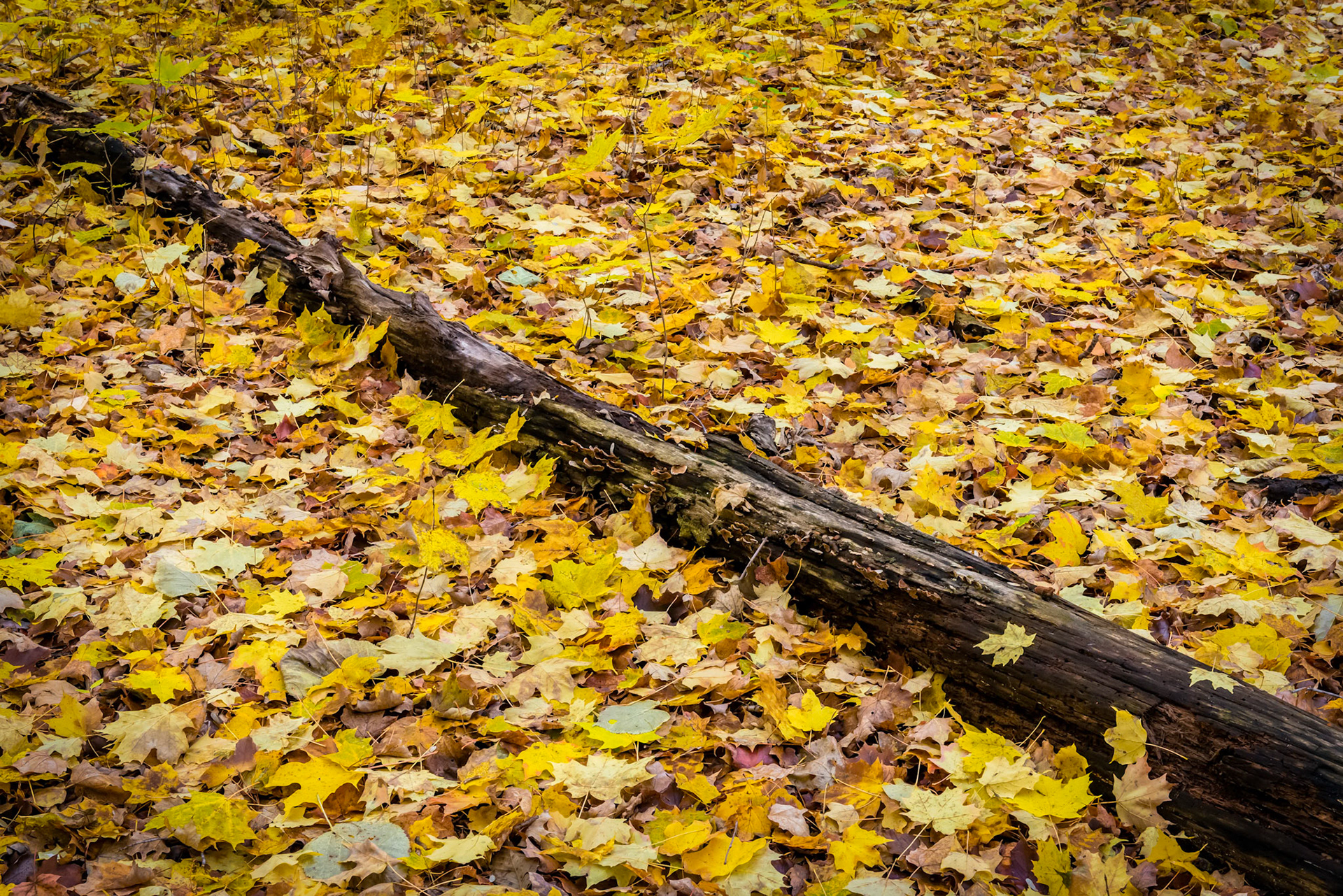 Captain Daniel Wright Woods - Mettawa, IL