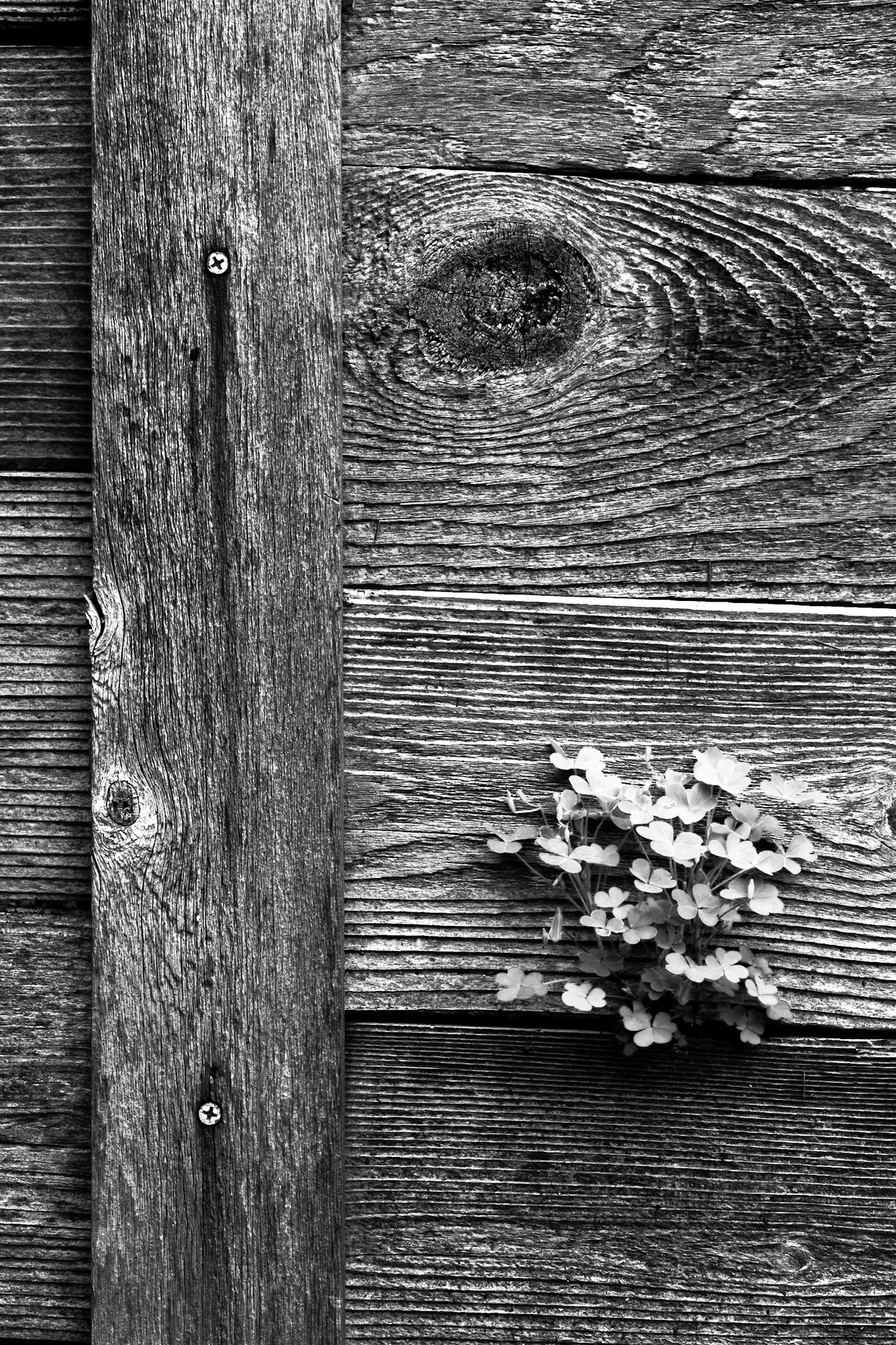 Cantigny - Wheaton, IL