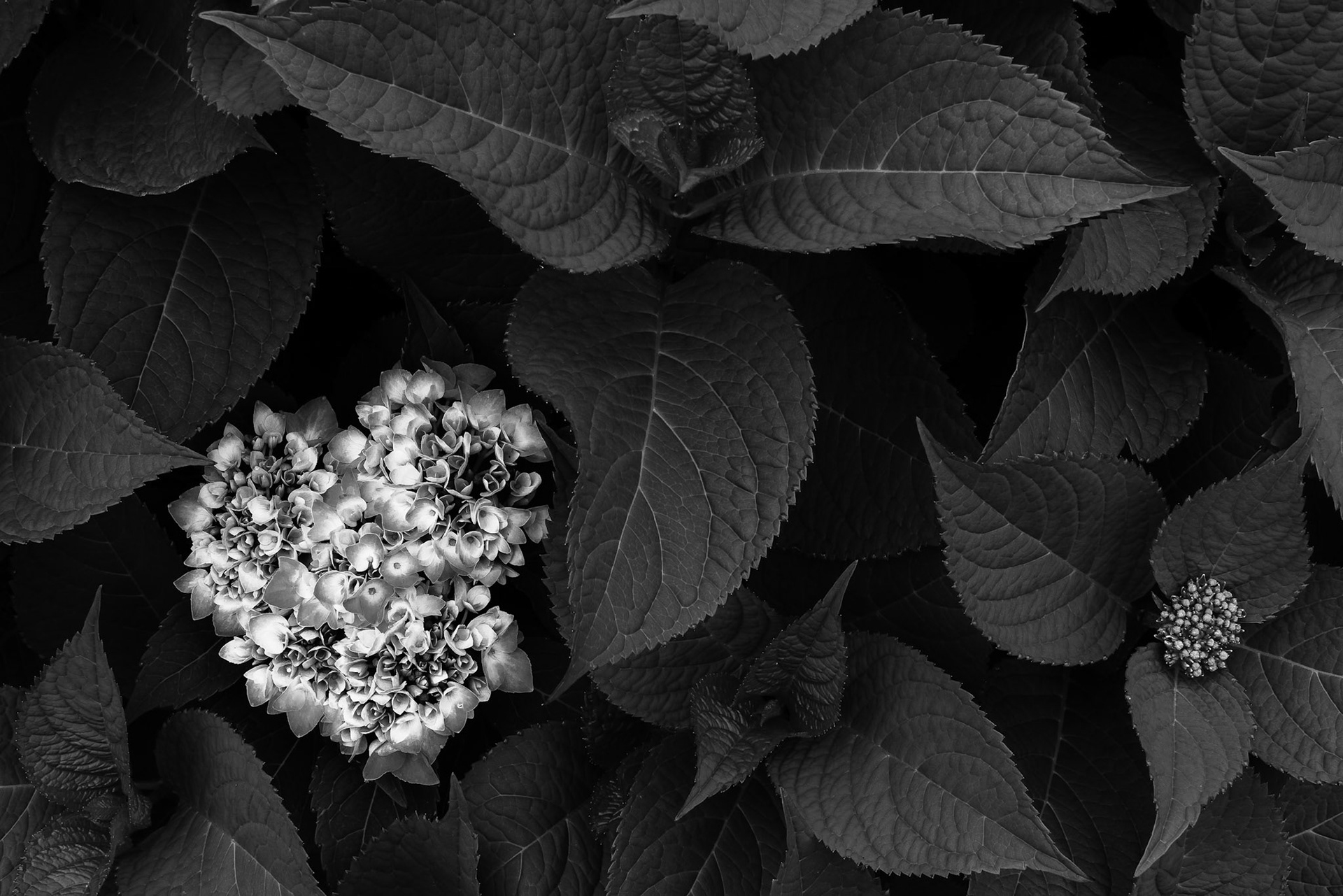 Cantigny - Wheaton, IL