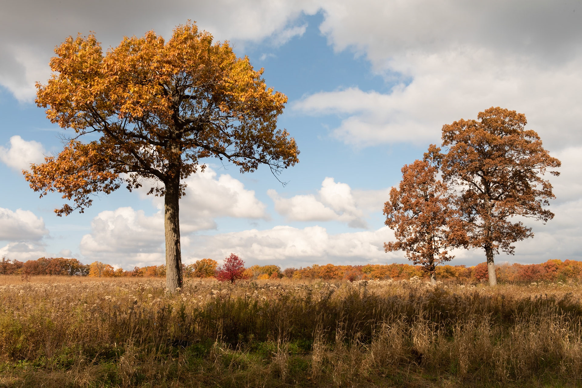 Fort Sheridan Forest Preserve - Fort Sheridan, IL