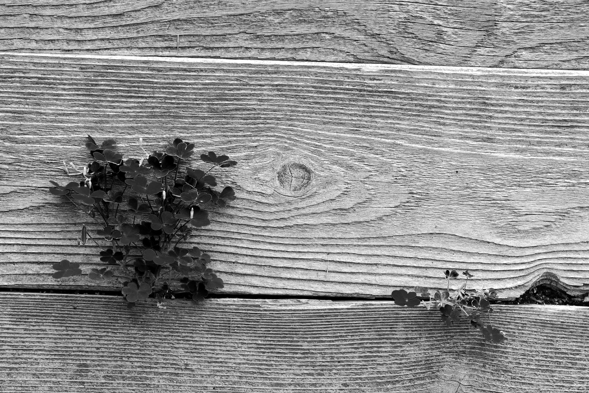 Cantigny - Wheaton, IL