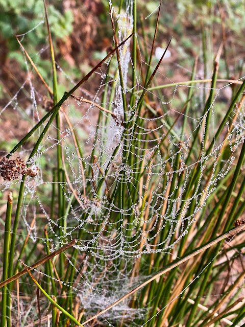Hotel Campingsky | Kamping & LRF Balıkçılık Blog | Esenceli Köyü Kampı, Ömerli Barajı İstanbul