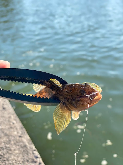 Hotel Campingsky | Camping & LRF Fishing Blog | Kamping & LRF Balıkçılık | Kandıra Kocaeli İzmit