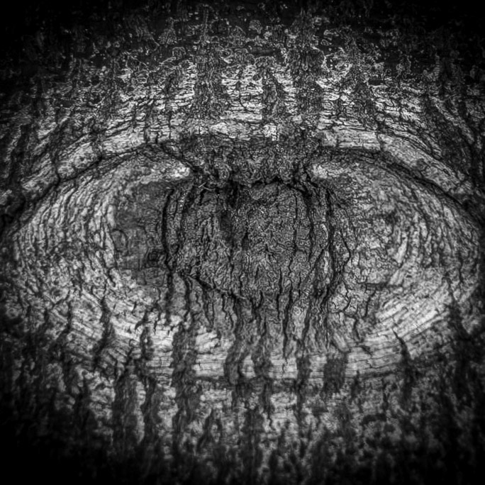 Watcher of the Woods