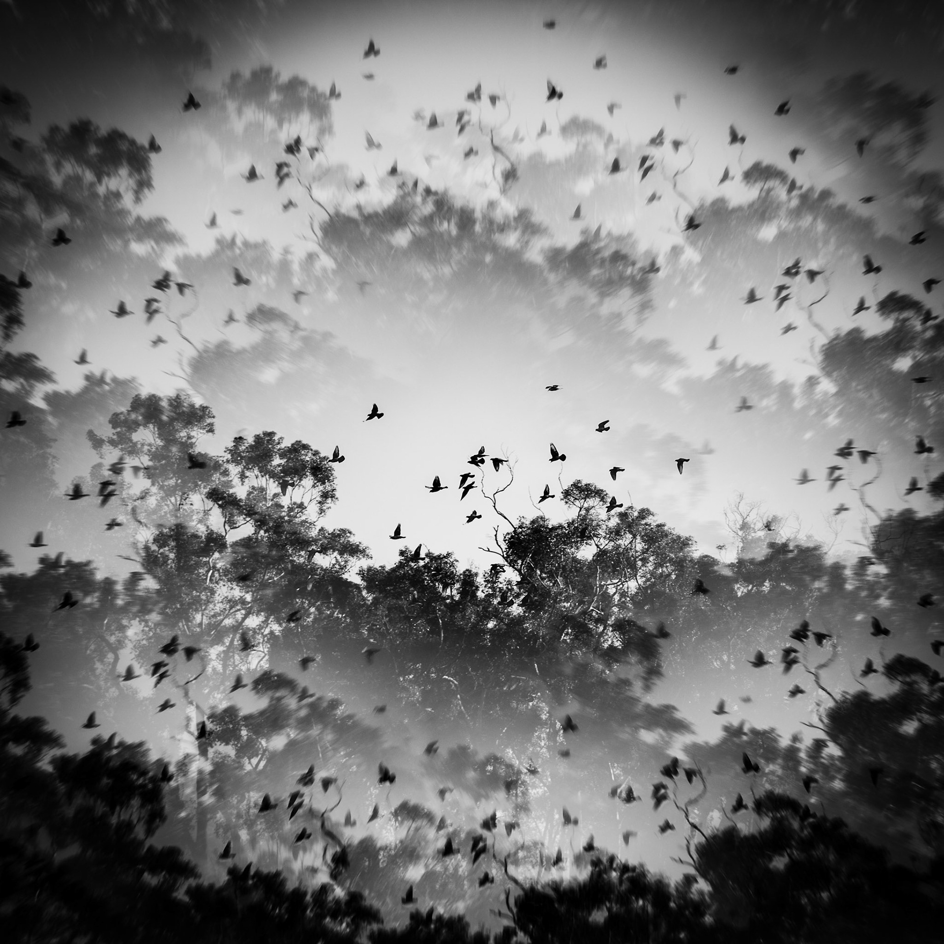 Flight of Birds in Flight