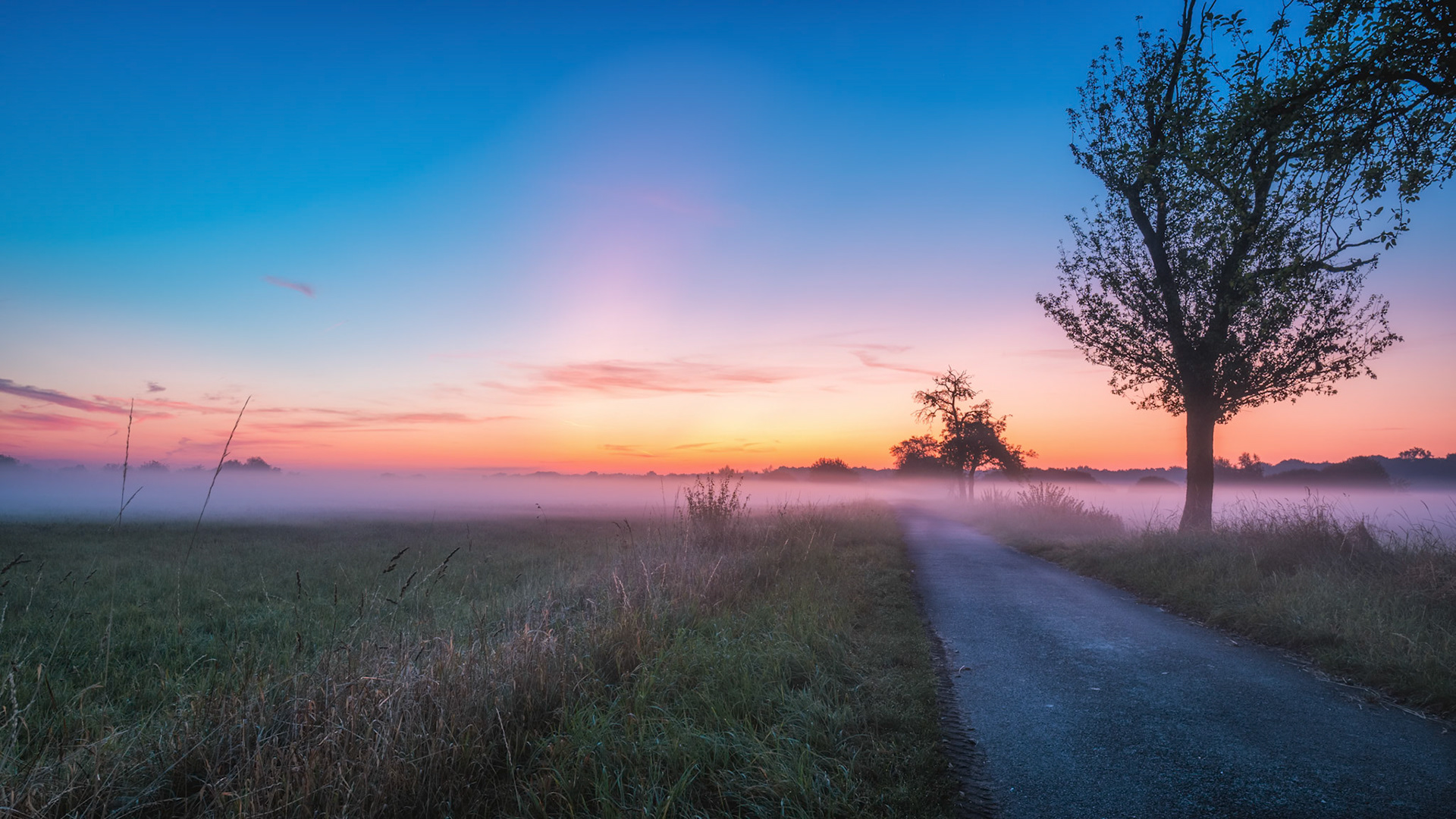 Frühnebel in den Rieselfeldern
