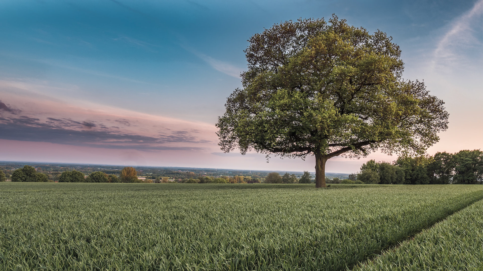 Die alte Eiche im Feld