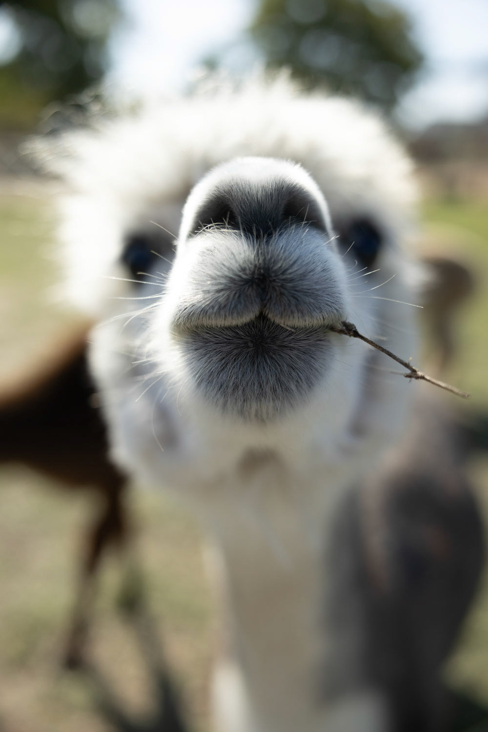 YUMMY STICK- An alpaca eats a stick while looking into the camera during the Alpaca Yoga session on Dec. 15, 2023. Alex Milton, farm assistant, shed light on the products sold in the shop. The yarn offered for sale is sheared from the alpacas on the farm, each one labeled with the alpacas name. The alpaca stuffed animals are handmade from alpacas in Peru. “We sell these in the shop to raise money for the families in Peru in hopes to help them provide for themselves,” Milton said. Photo by Alaina Jones