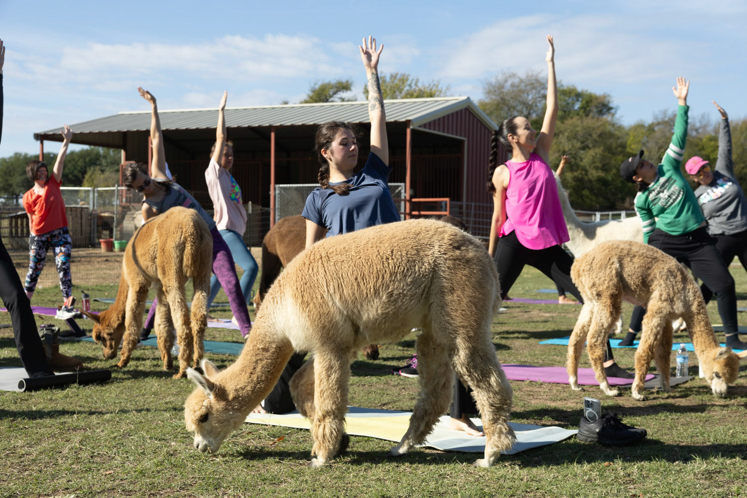 FURRY YOGA SESH- Alpaca Yoga attendees begin to form yoga position, Warrior One on Dec. 15, 2023, while the alpacas graze food around them. “I would love for one of the kids to take this over. I've got four boys. I would love for this legacy to live on within the family, it chokes me up a bit. You know, the beautiful thing about this place is that it gives people within the community some place to come to,” Foster said. Photo by Alaina Jones