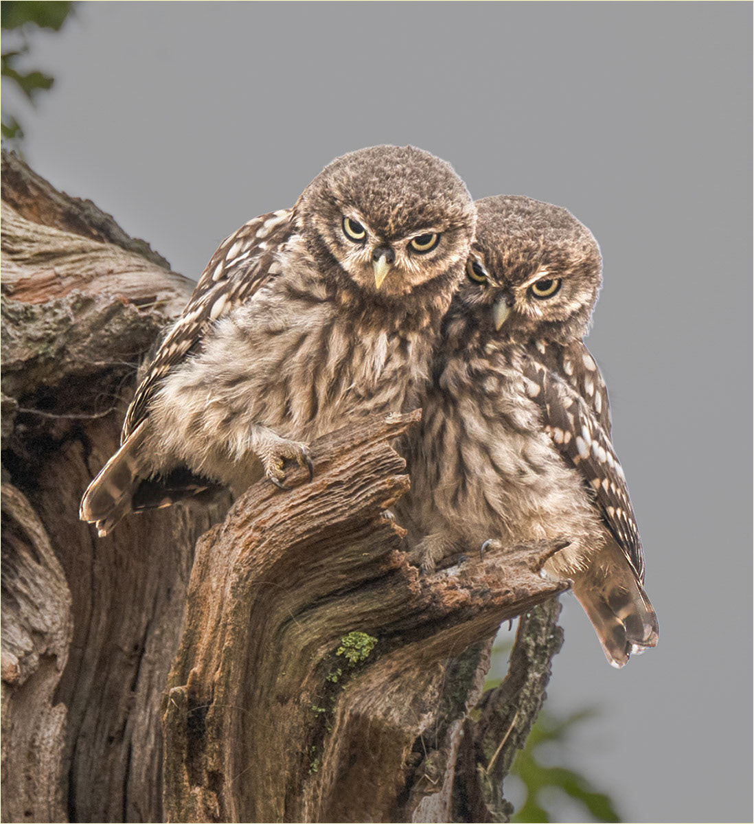 Manchester Athletics