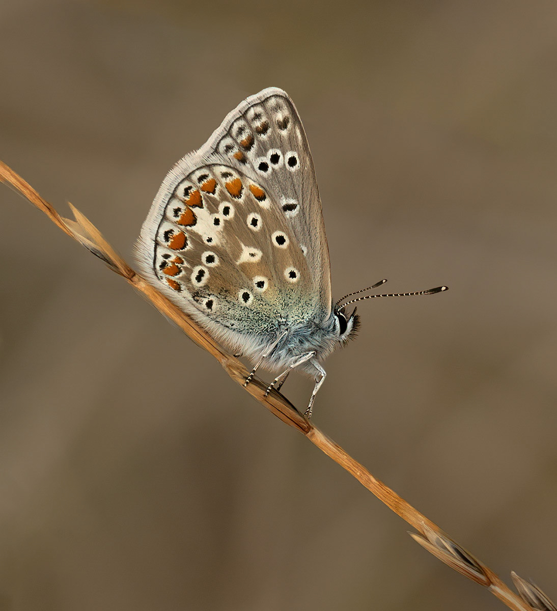 Manchester Athletics