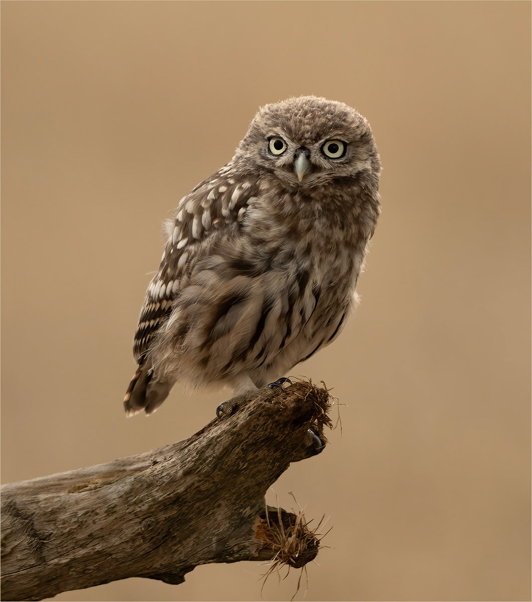 Manchester Athletics