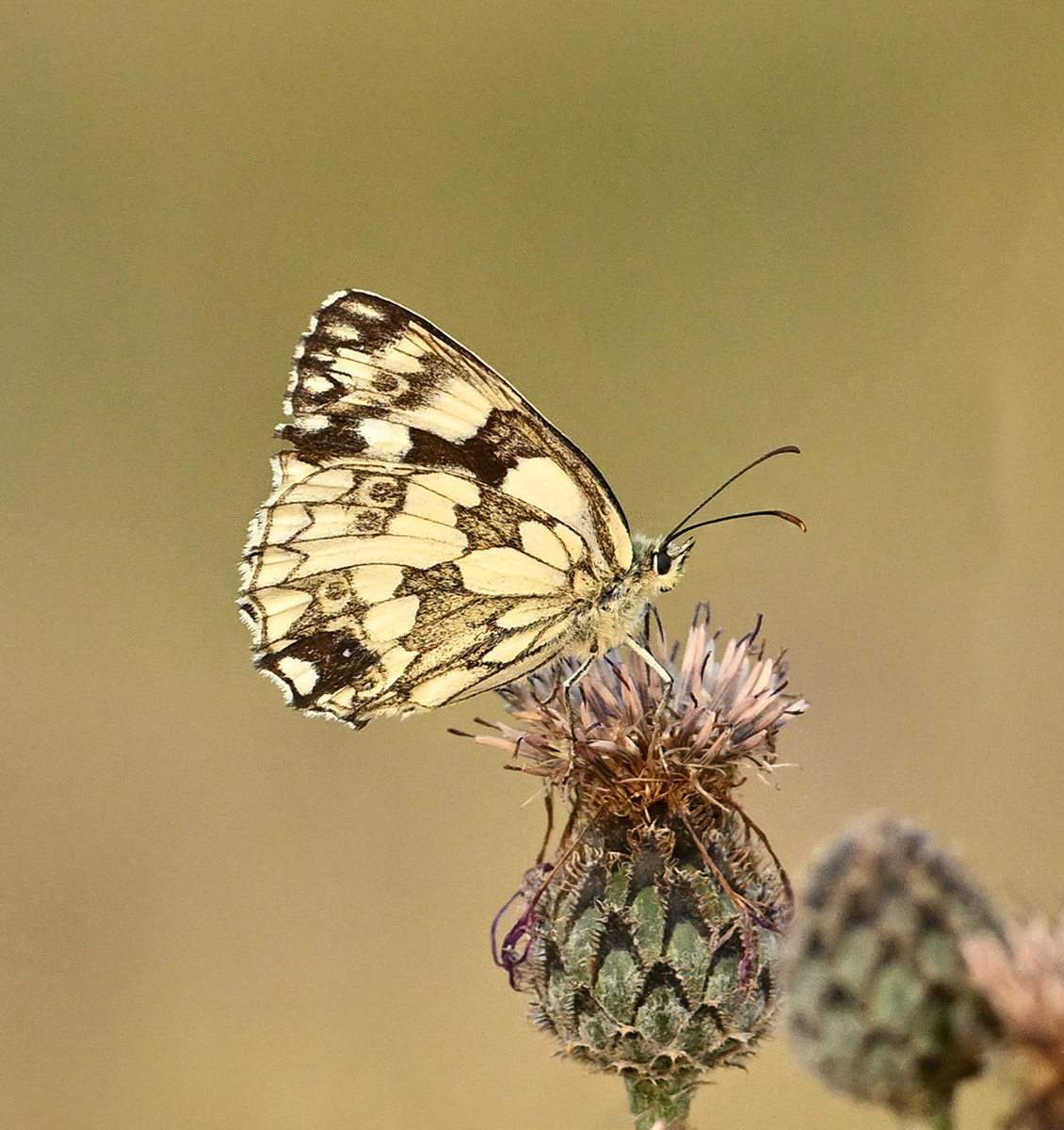 Manchester Athletics