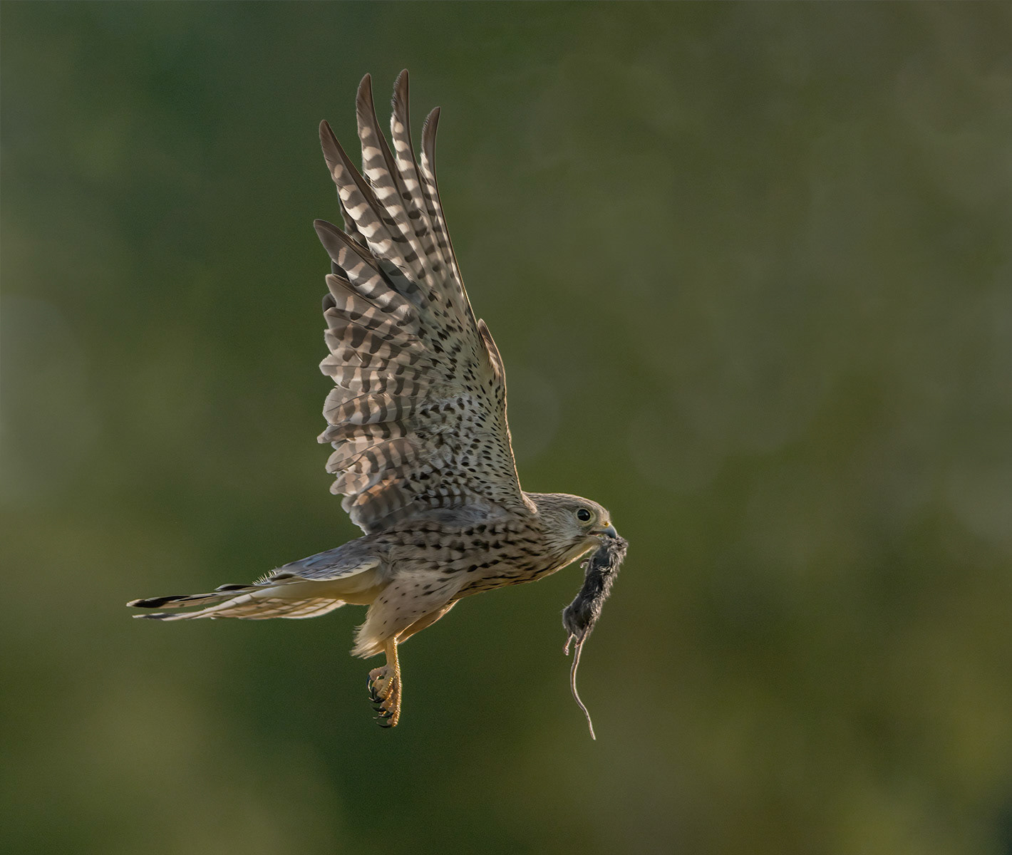 Manchester Athletics
