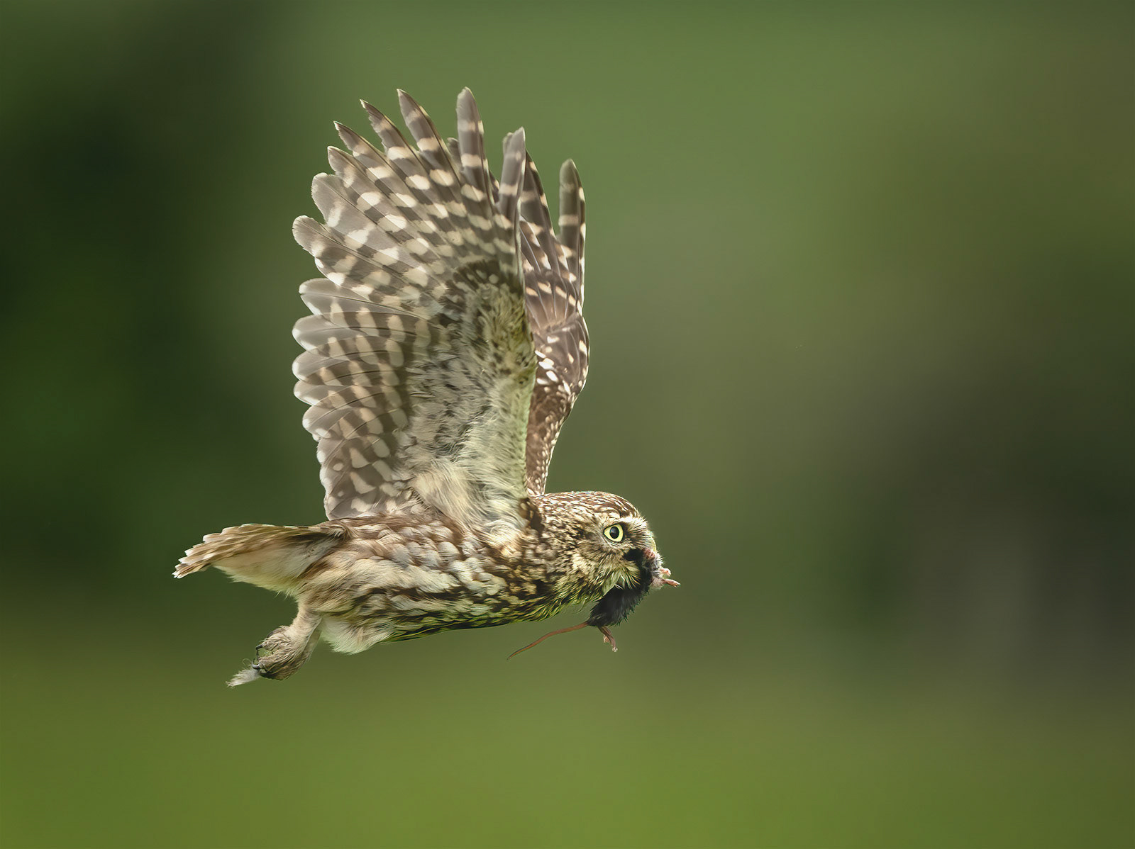 Cuckoo’s