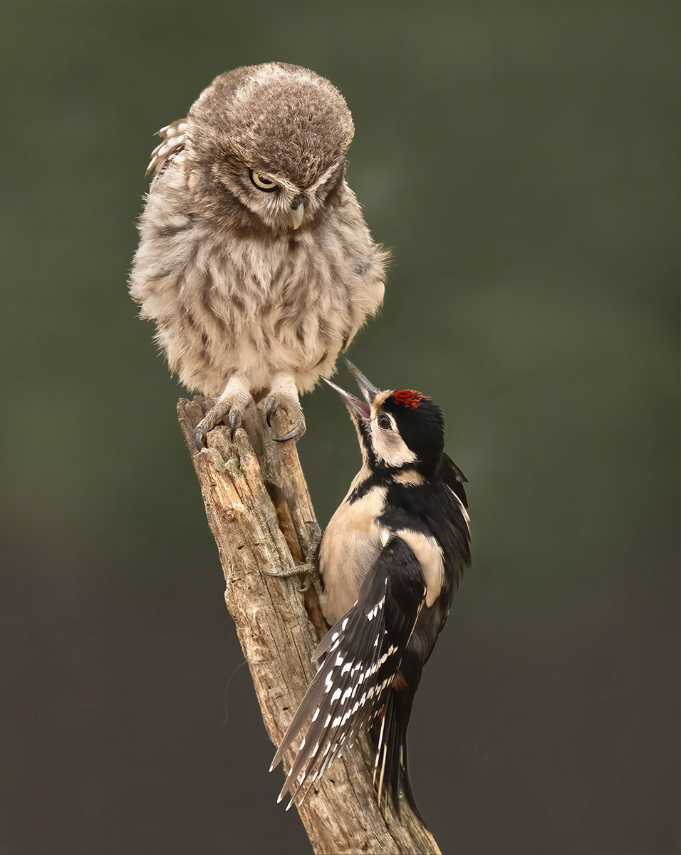 Manchester Athletics