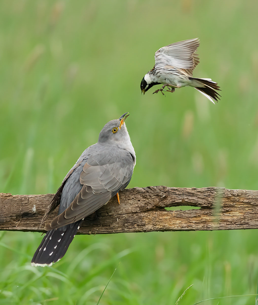 Cuckoo’s