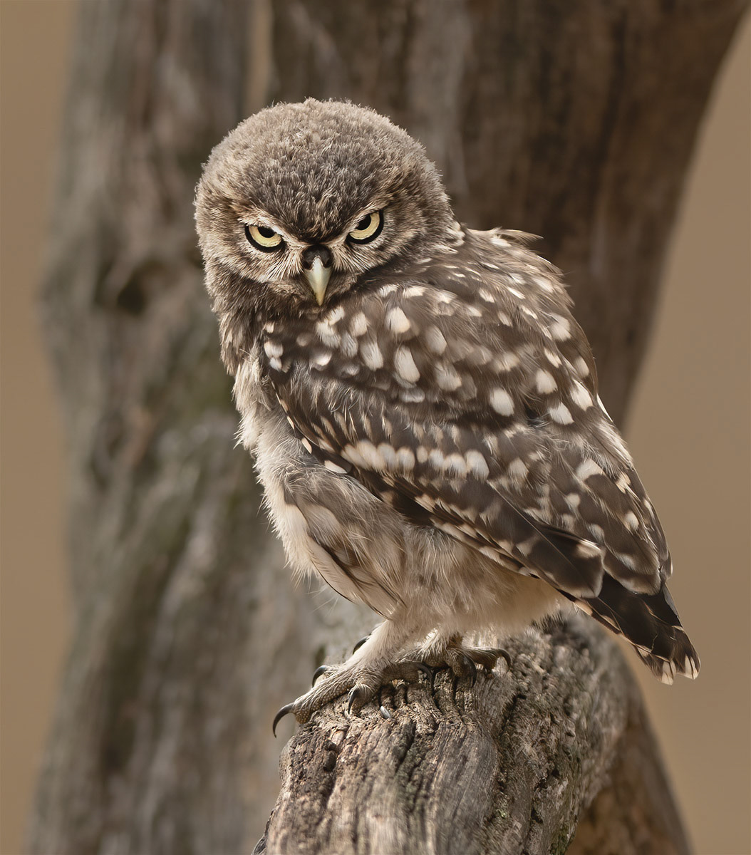 Manchester Athletics